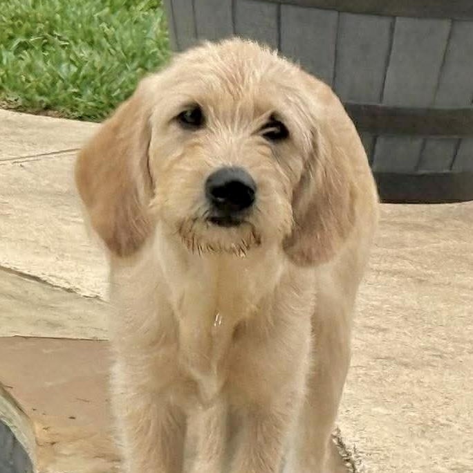 Enlarge Daisy Mae, a ADOPTABLE mixed breed in Jay, NY image 3/6