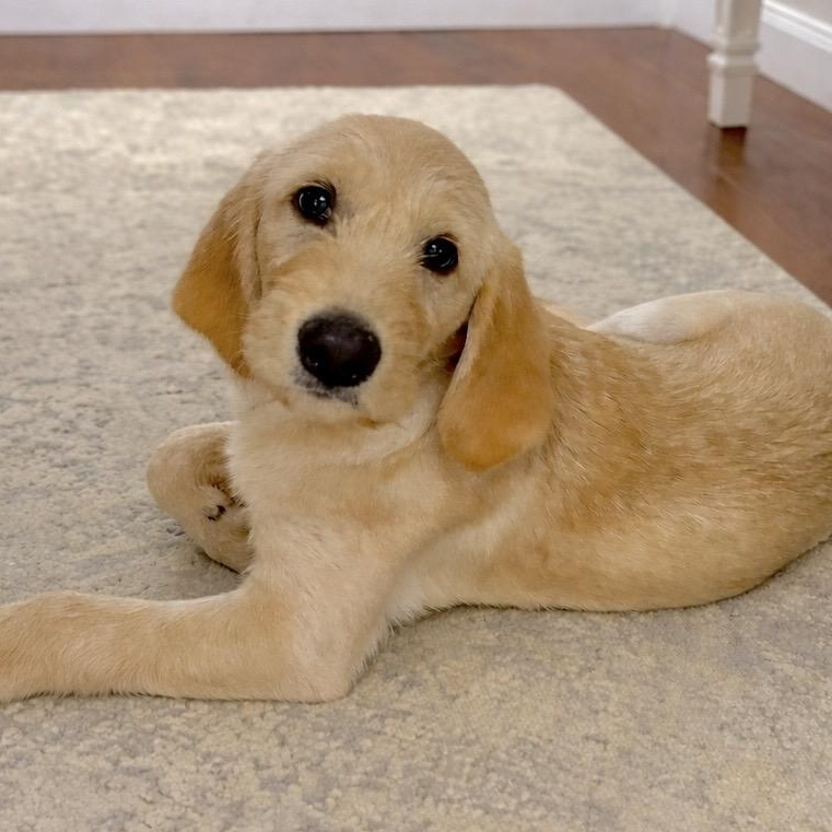 Enlarge Daisy Mae, a ADOPTABLE mixed breed in Jay, NY image 4/6