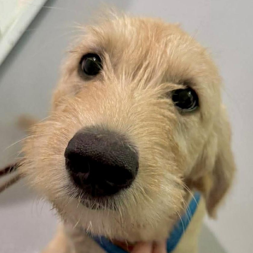 Enlarge Daisy Mae, a ADOPTABLE mixed breed in Jay, NY image 2/6