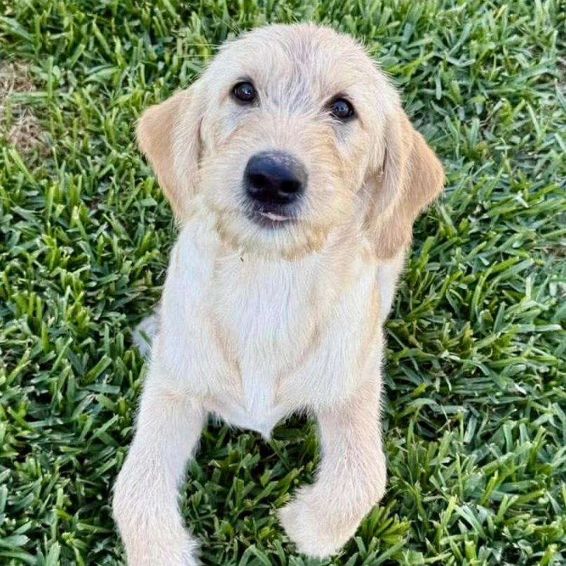 Daisy Mae, ADOPTABLE, Puppy Female Labrador Retriever & Labradoodle.