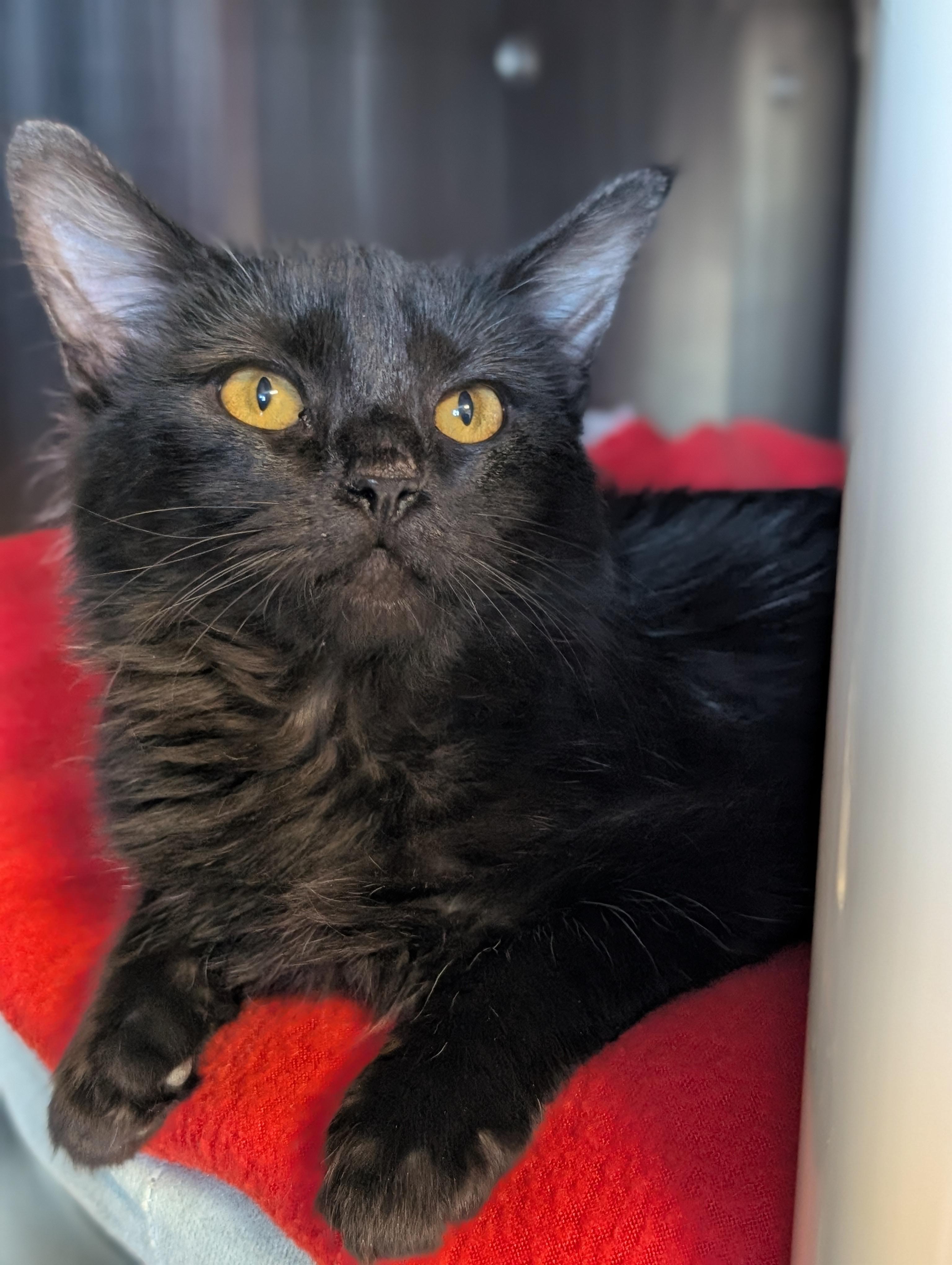 Enlarge Reverie, an adopted Domestic Medium Hair in Jefferson, WI image 2/2