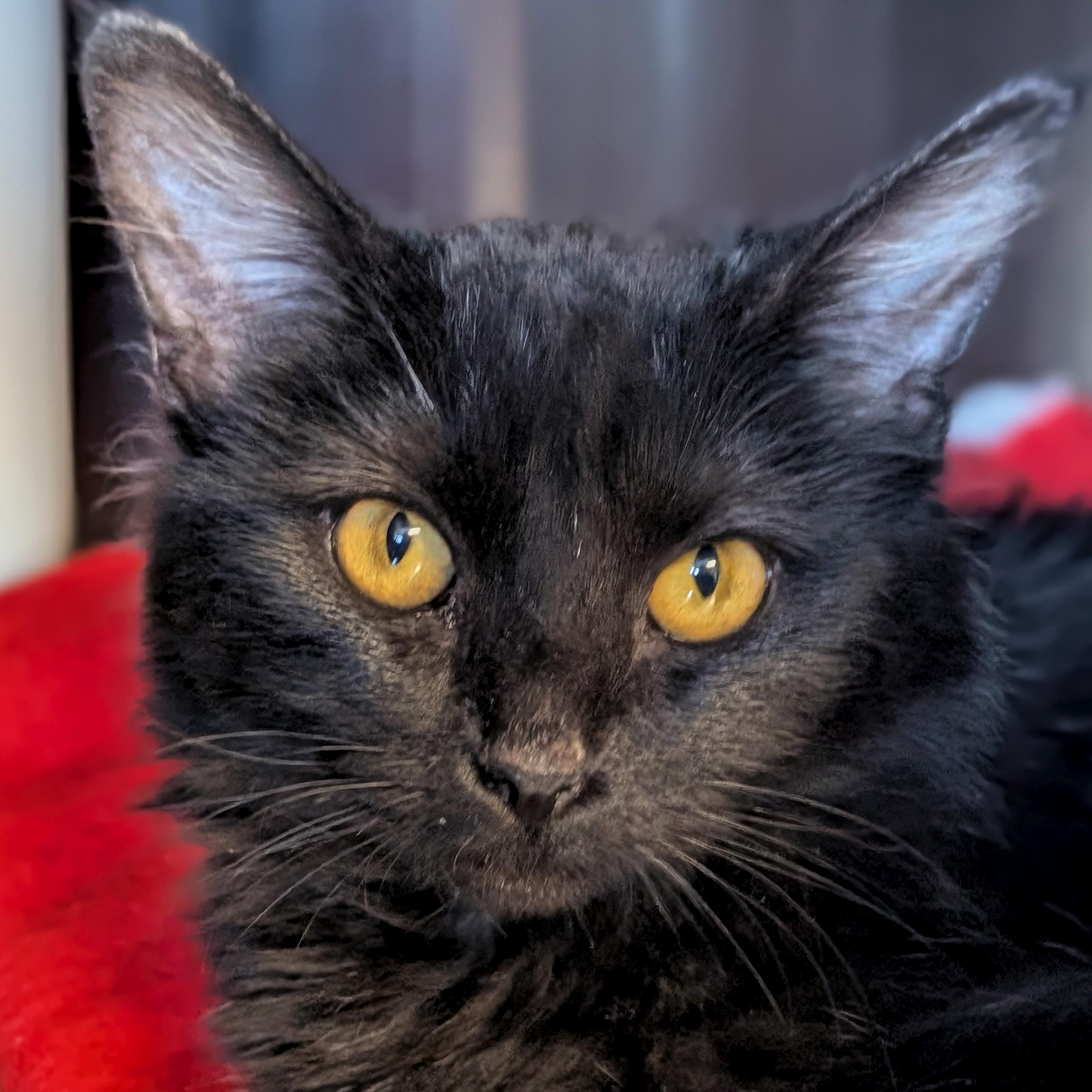 Reverie, ADOPTABLE, Young Female Domestic Medium Hair.