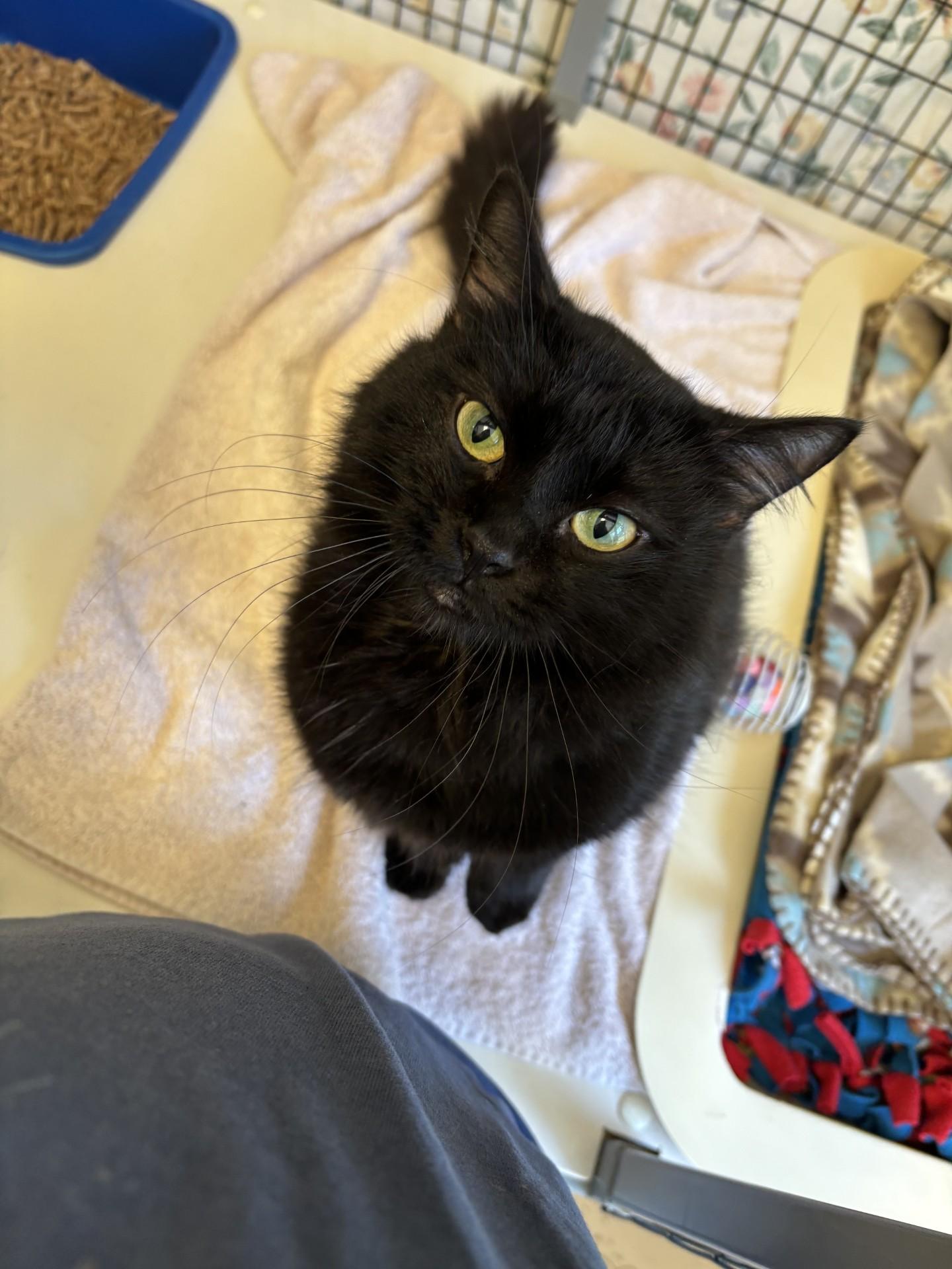 Enlarge Viper, an adopted Domestic Long Hair in Grants Pass, OR image 2/3