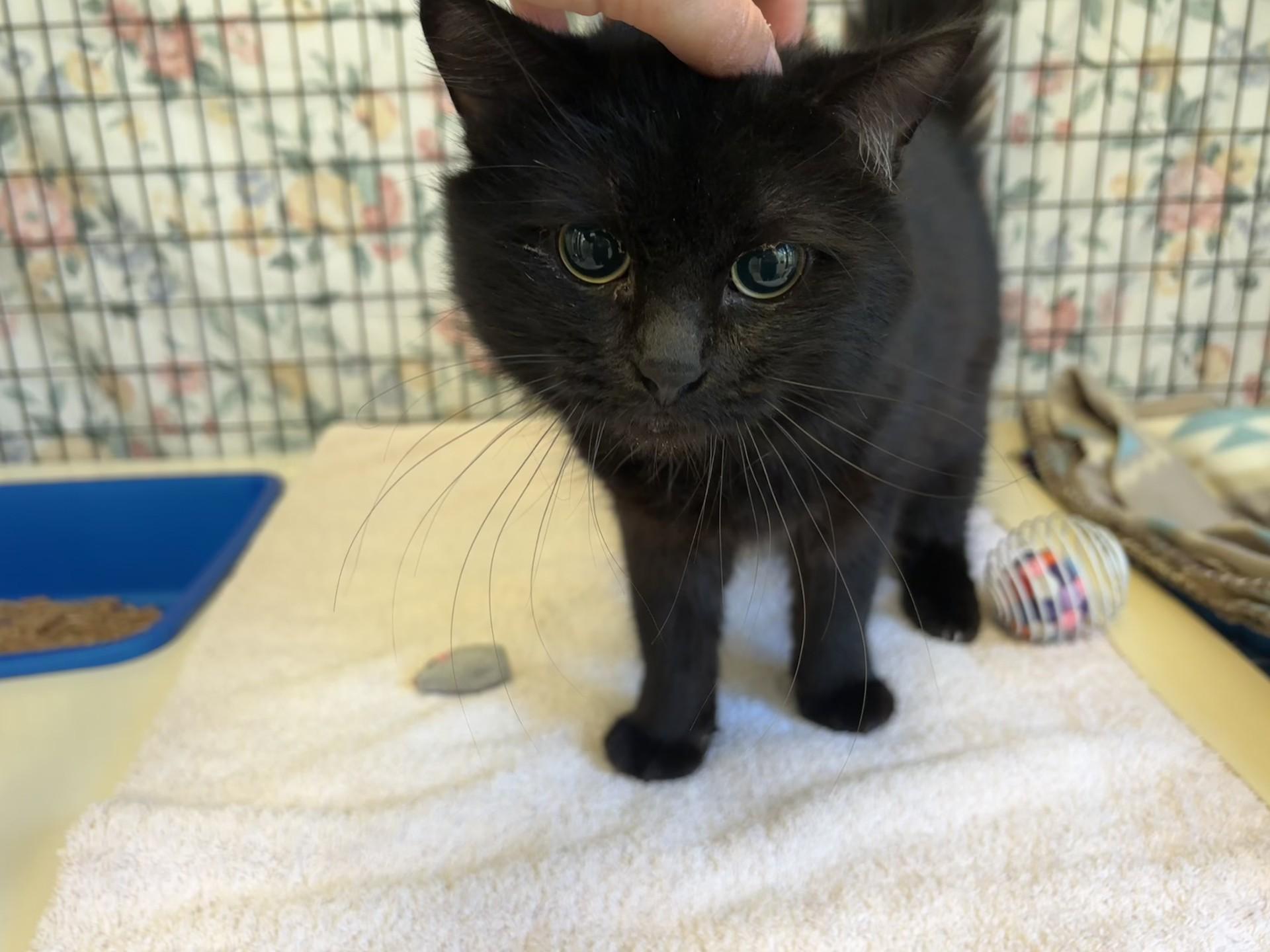Enlarge Viper, an adopted Domestic Long Hair in Grants Pass, OR image 3/3