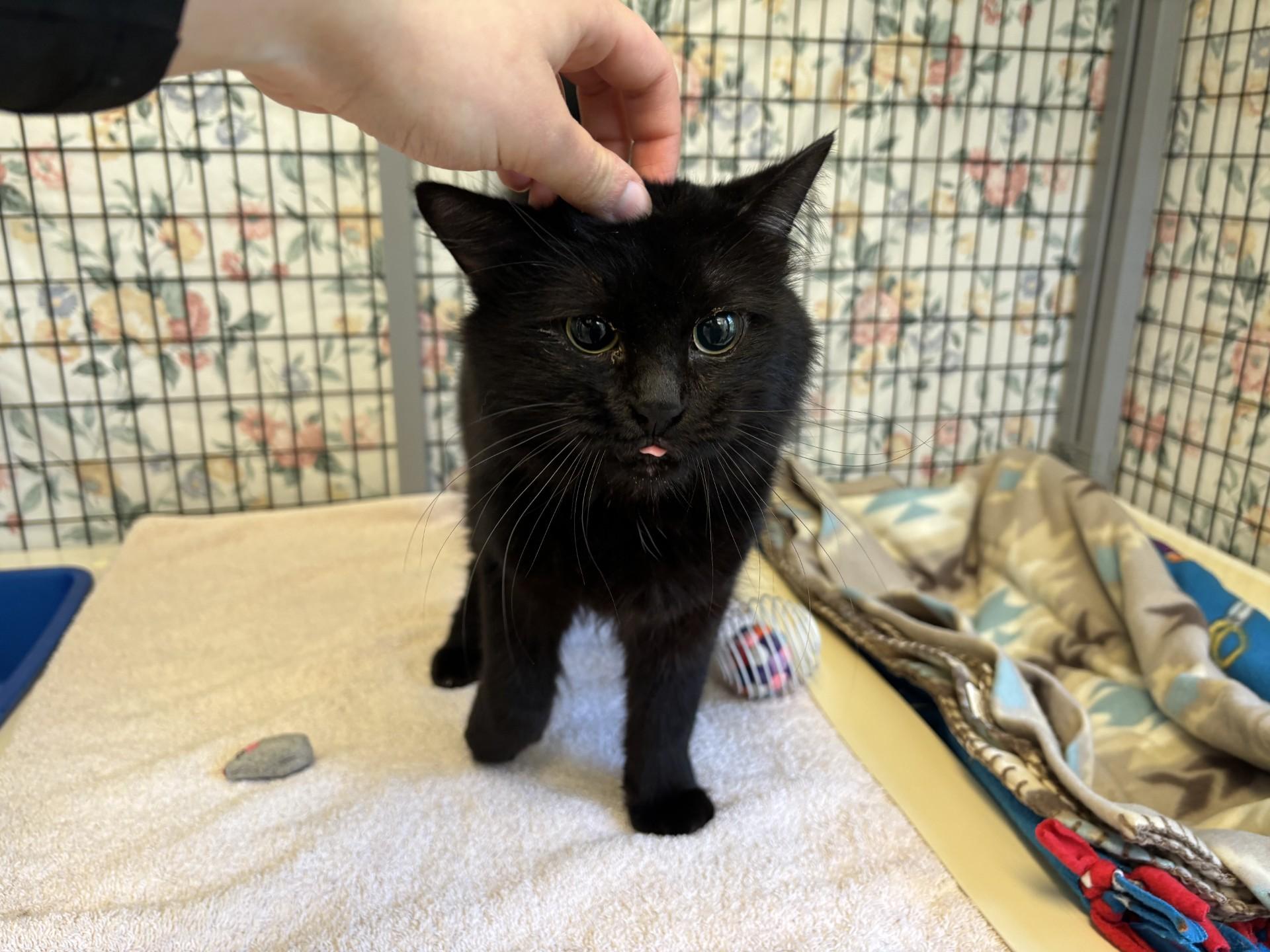 Viper, adopted, Young Male Domestic Long Hair.
