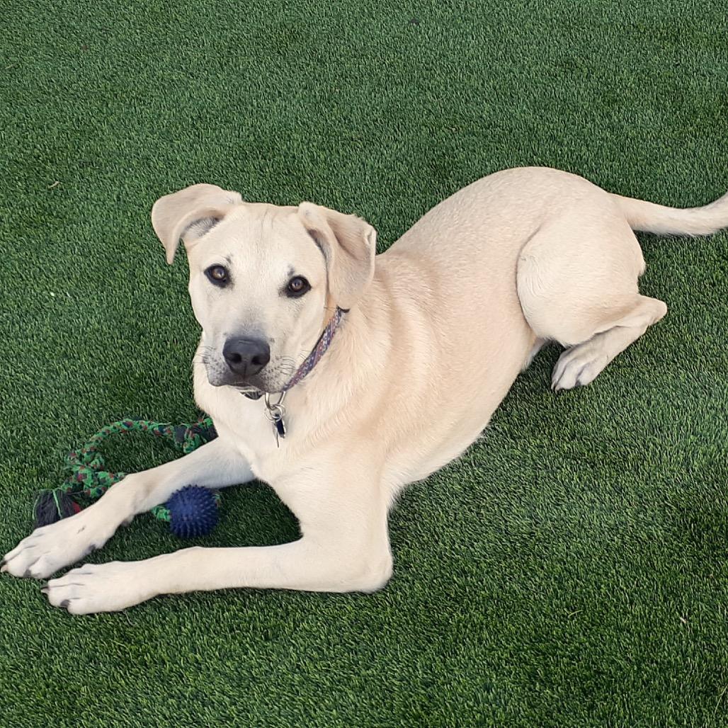 Cody - ADOPTION PENDING (Courtesy Listing), Adoptable, Young Male Mixed Breed.