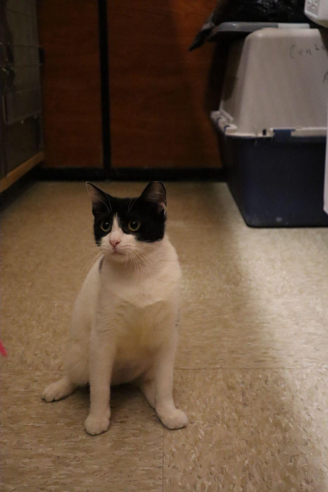 Ace, an adopted Domestic Short Hair in Windsor Locks, CT image 2/4