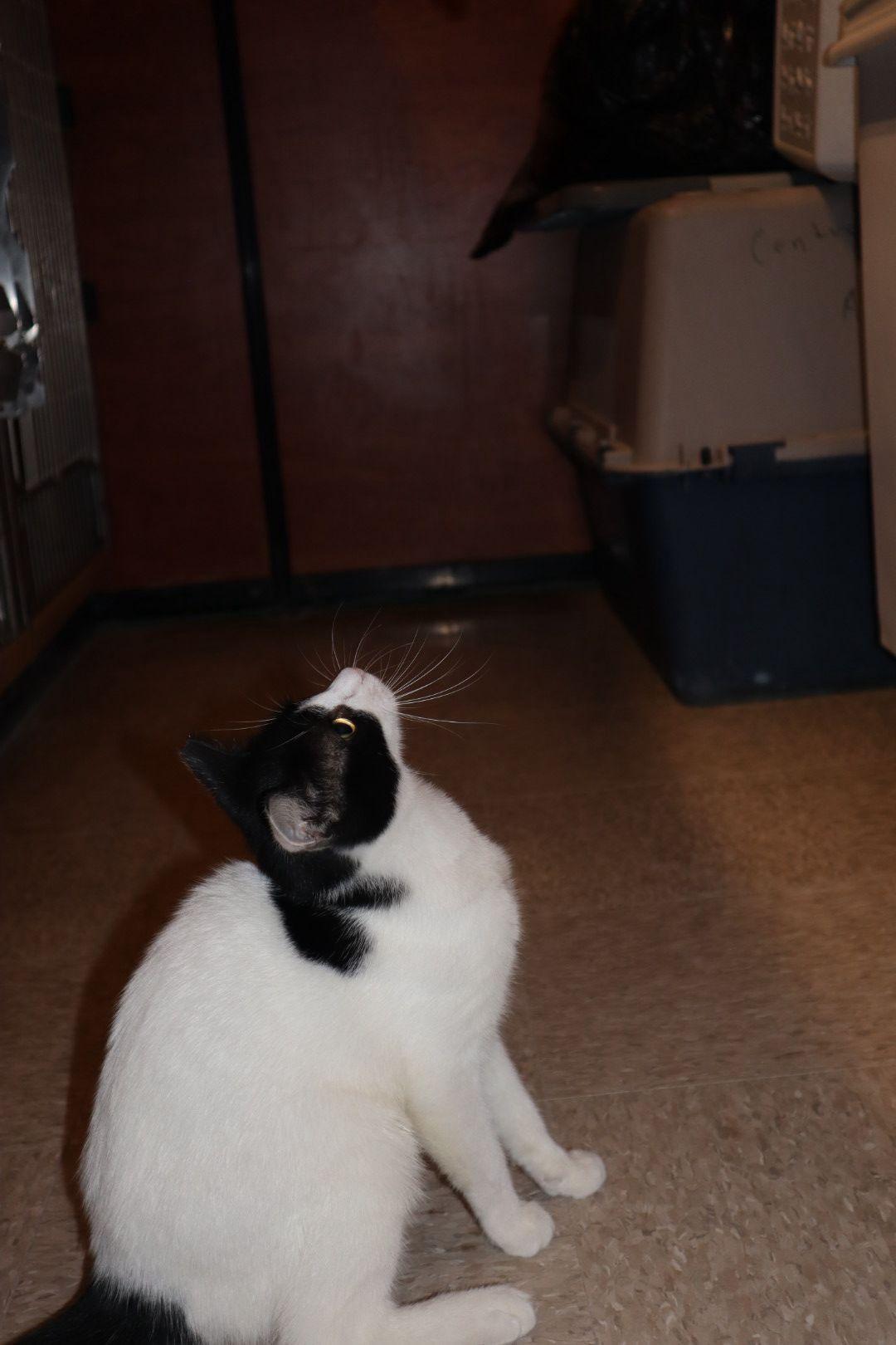 Ace, an adopted Domestic Short Hair in Windsor Locks, CT image 3/4