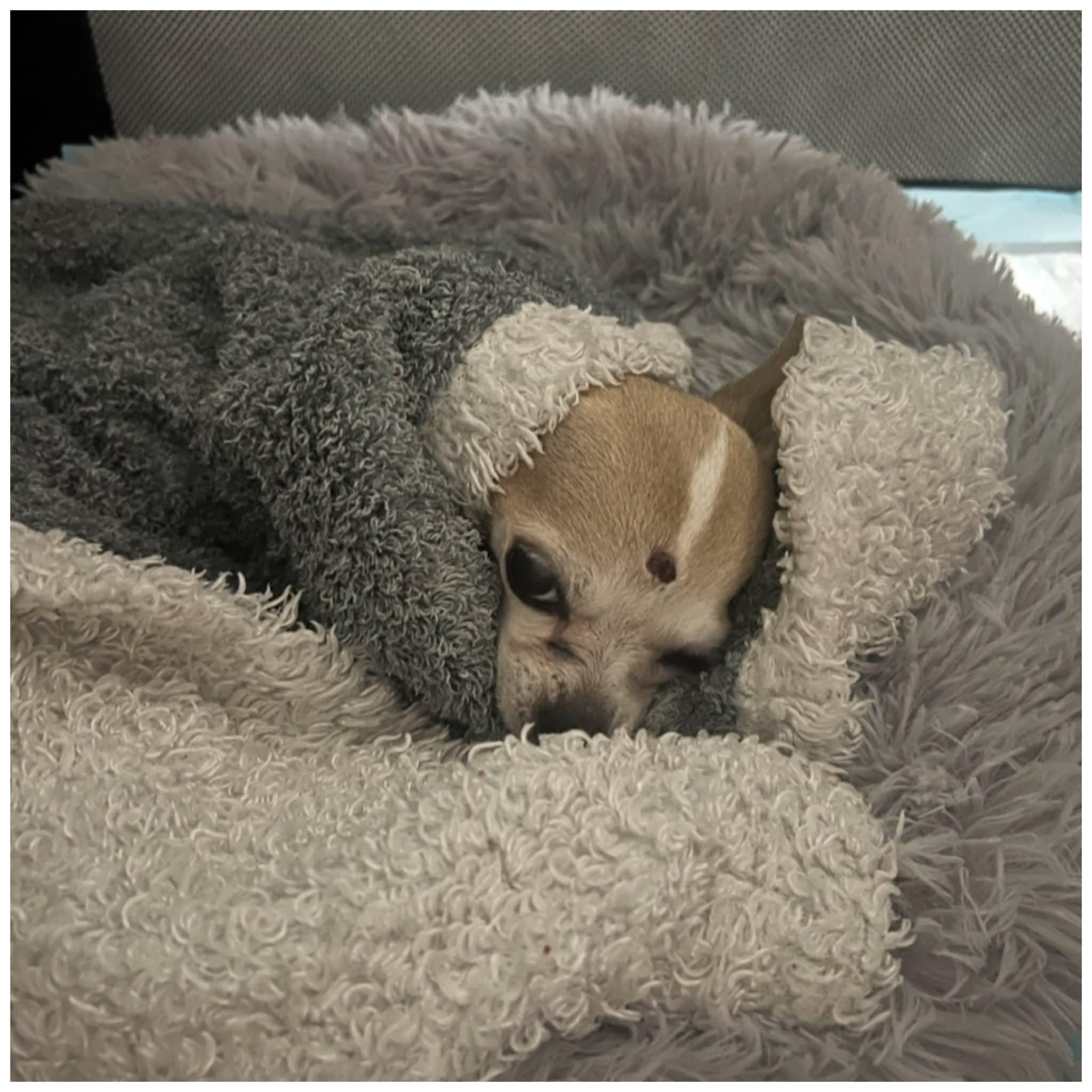 Enlarge Pixie, a Adoptable Chihuahua in Clovis, CA image 3/5