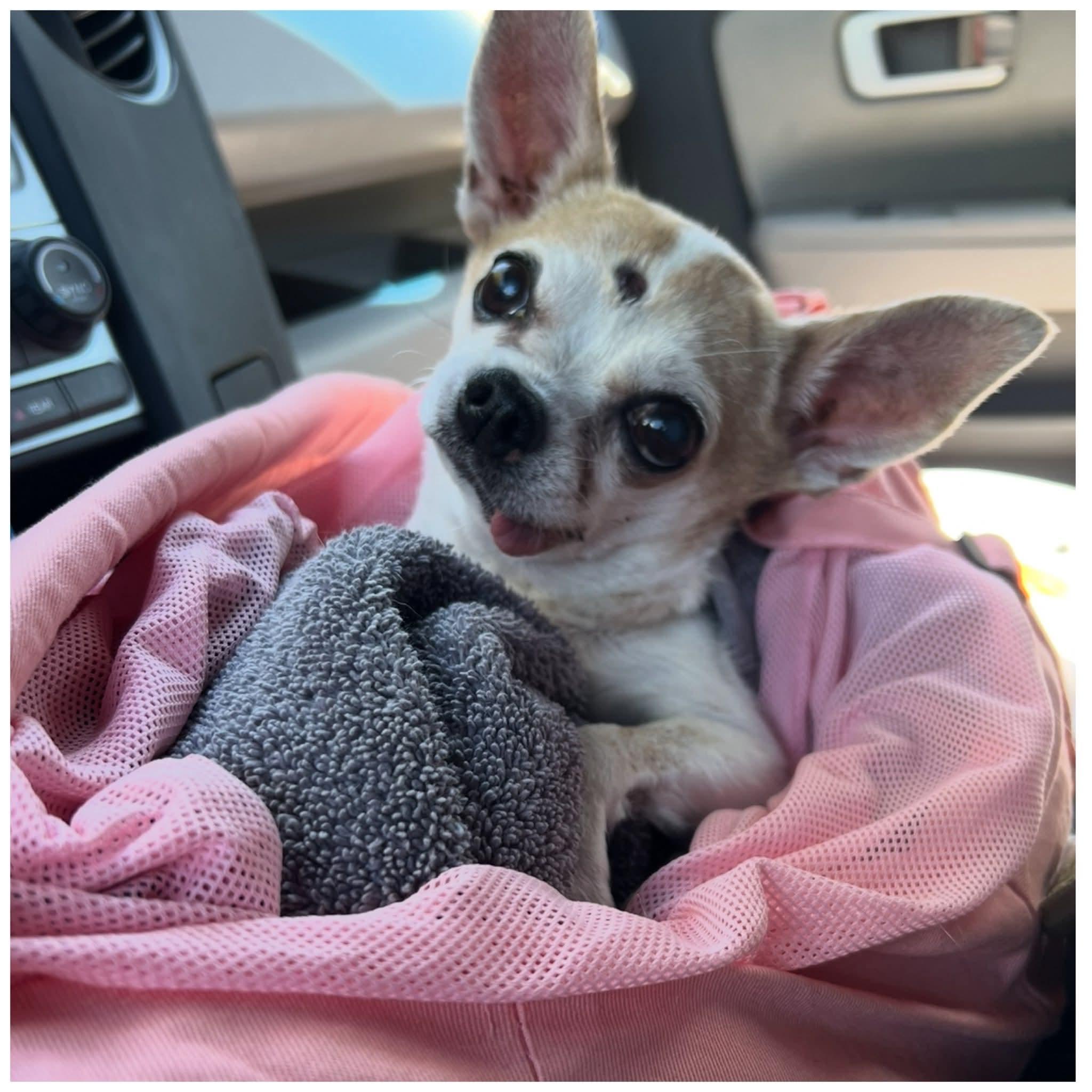 Pixie, Adoptable, Senior Female Chihuahua.