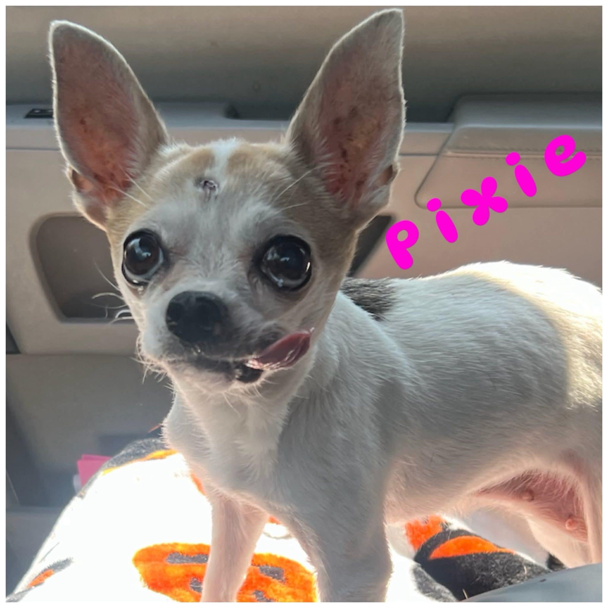 Pixie — thumbnail 3