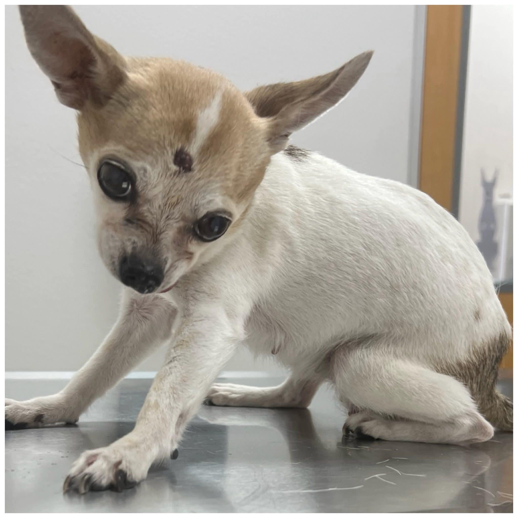 Enlarge Pixie, a Adoptable Chihuahua in Clovis, CA image 5/5