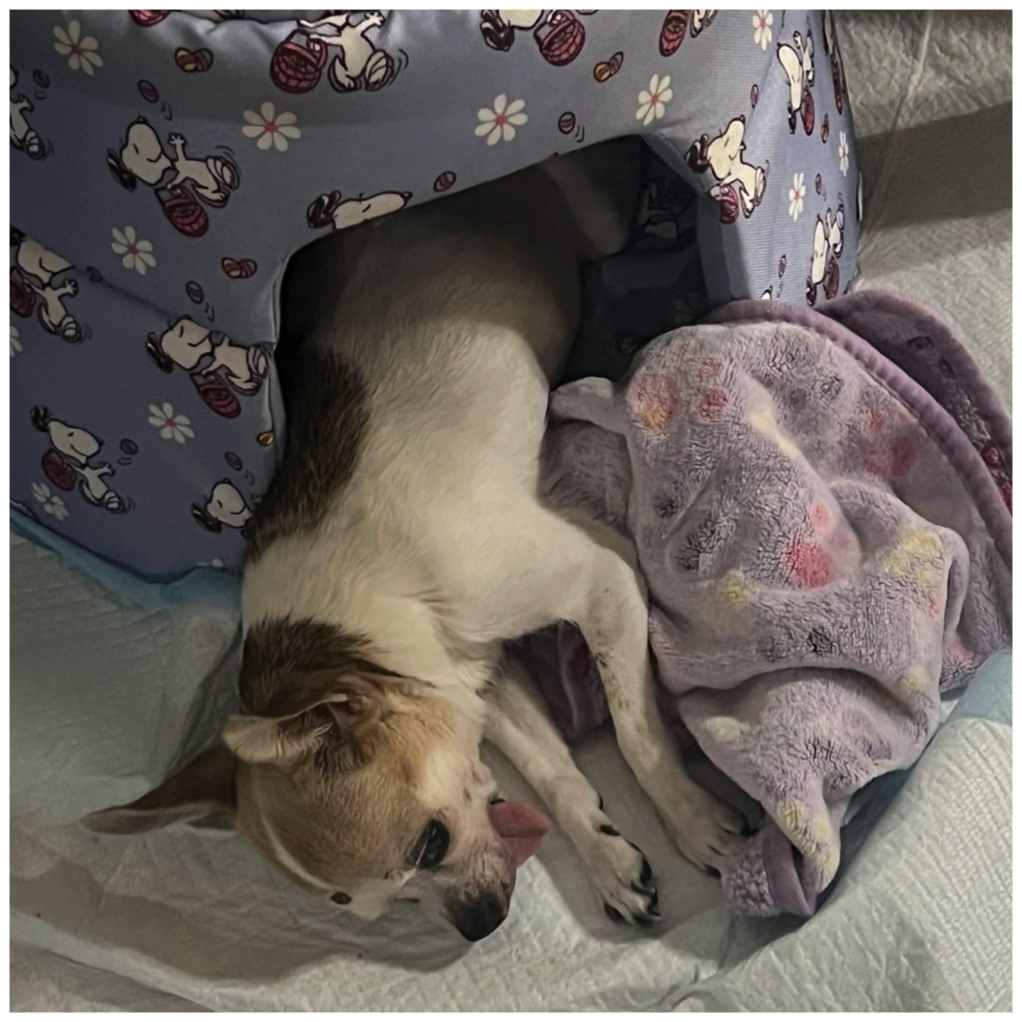 Enlarge Pixie, a Adoptable Chihuahua in Clovis, CA image 4/5