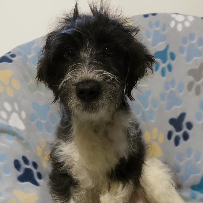 Stella, a Adoptable mixed breed in Crown Point, IN image 1/6