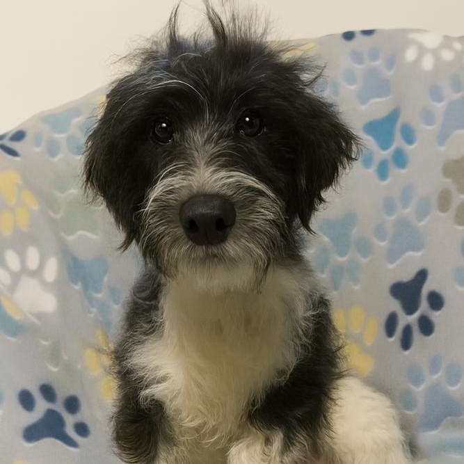 Stella, a Adoptable mixed breed in Crown Point, IN image 2/6