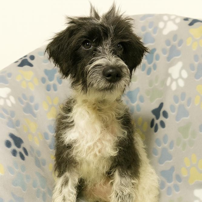 Stella, a Adoptable mixed breed in Crown Point, IN image 3/6