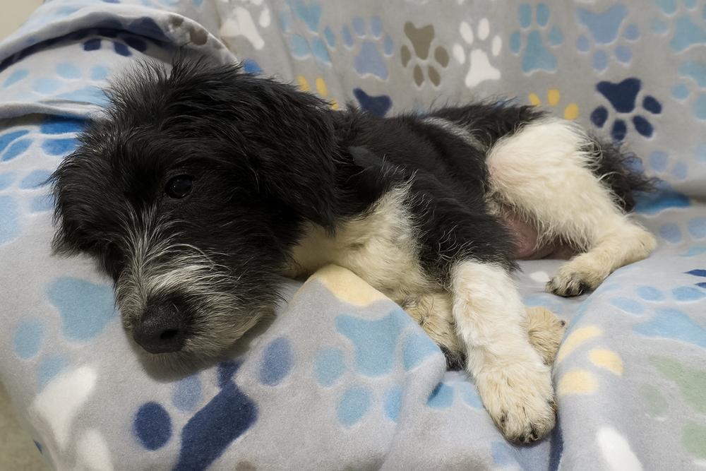 Stella, a Adoptable mixed breed in Crown Point, IN image 4/6