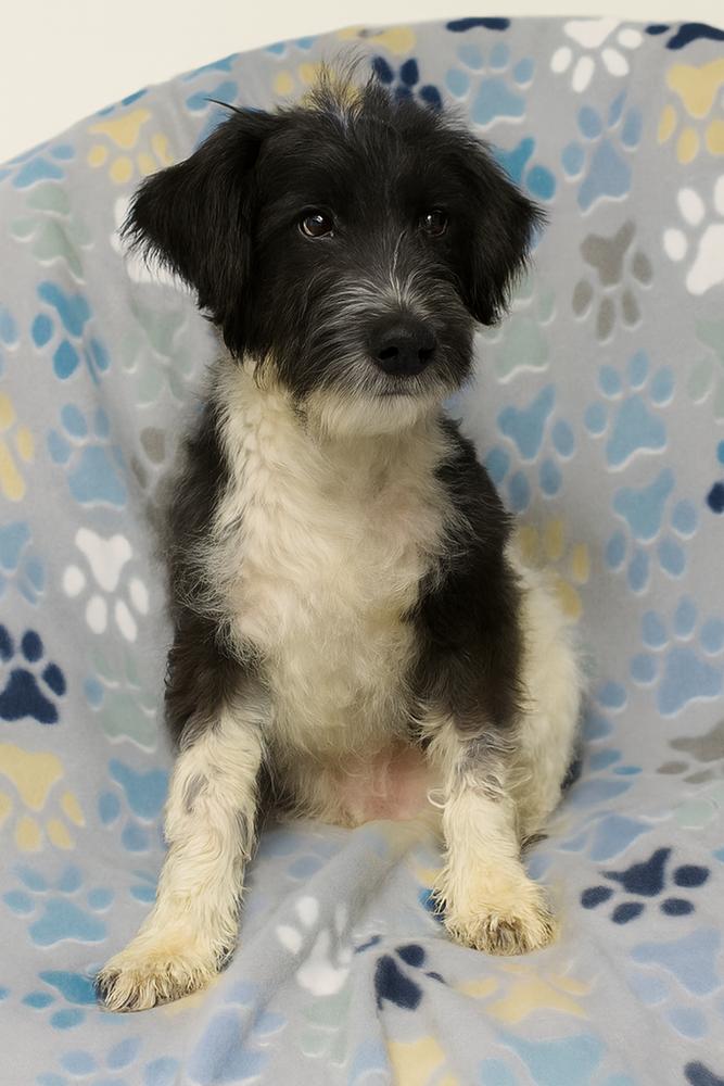 Stella, a Adoptable mixed breed in Crown Point, IN image 5/6