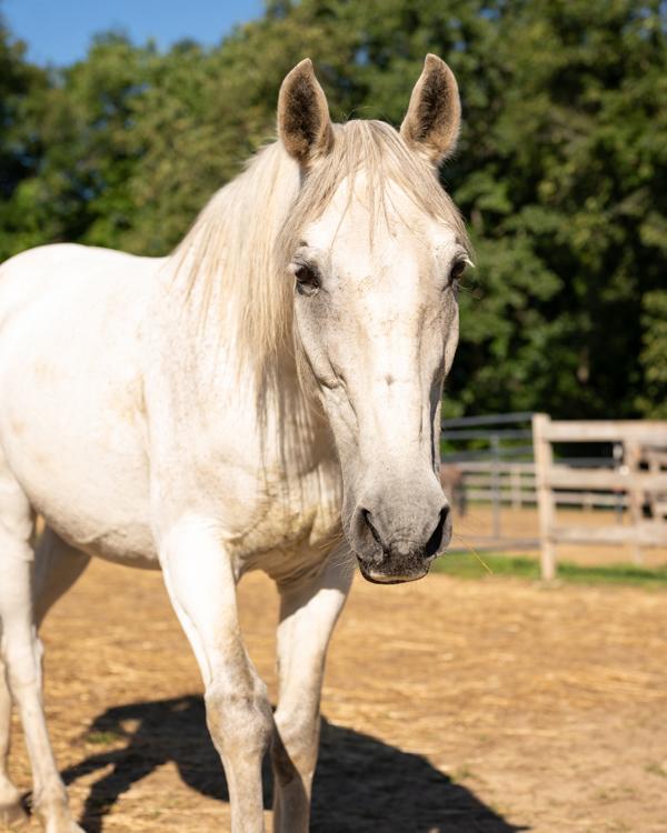 Zeb, Adoptable, Senior Male Grade.