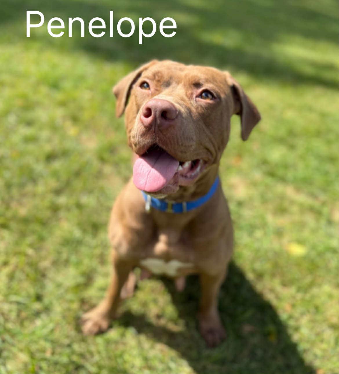 Penelope, a Adoptable mixed breed in Quincy, MI image 1/4
