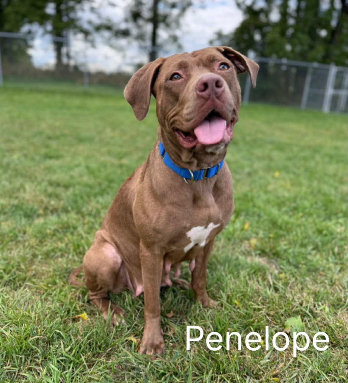 Penelope