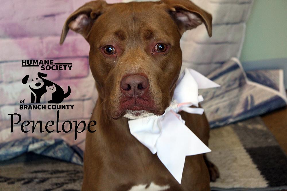 Penelope, a Adoptable mixed breed in Quincy, MI image 3/4