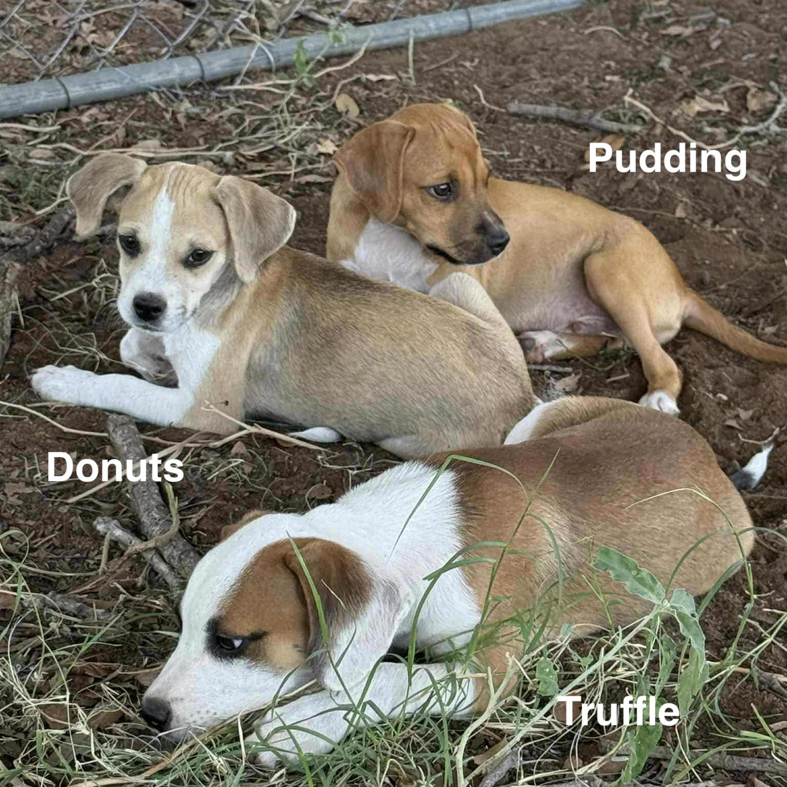 Enlarge Donuts, a Adoptable mixed breed in Paramus, NJ image 6/6