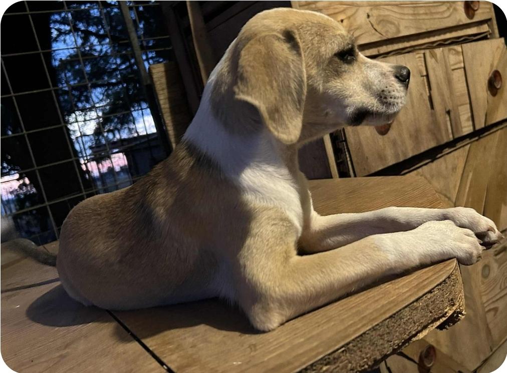Enlarge Donuts, a Adoptable mixed breed in Paramus, NJ image 2/6
