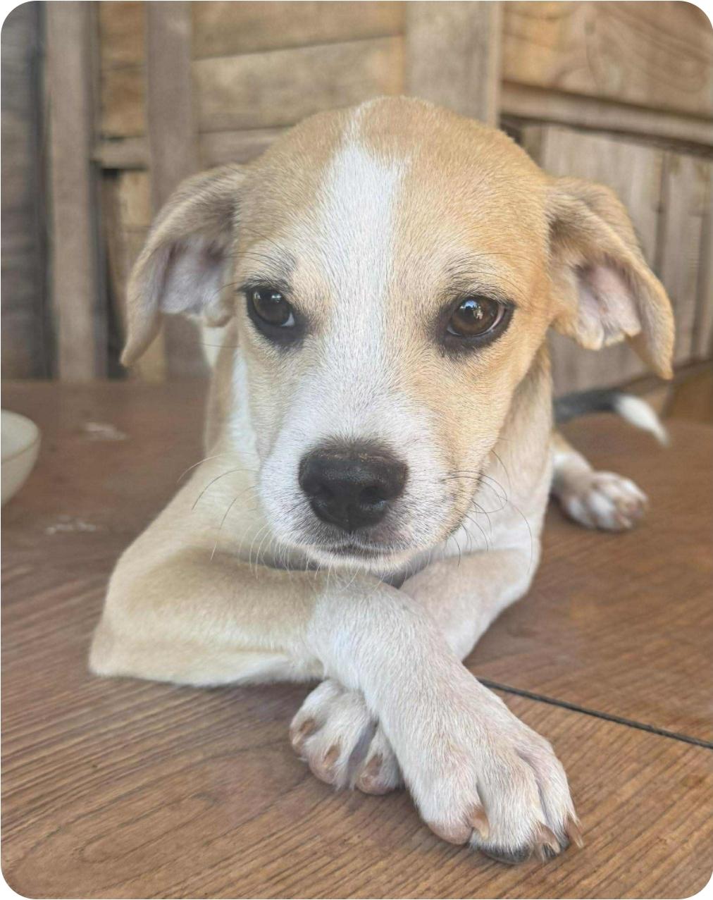 Enlarge Donuts, a Adoptable mixed breed in Paramus, NJ image 3/6