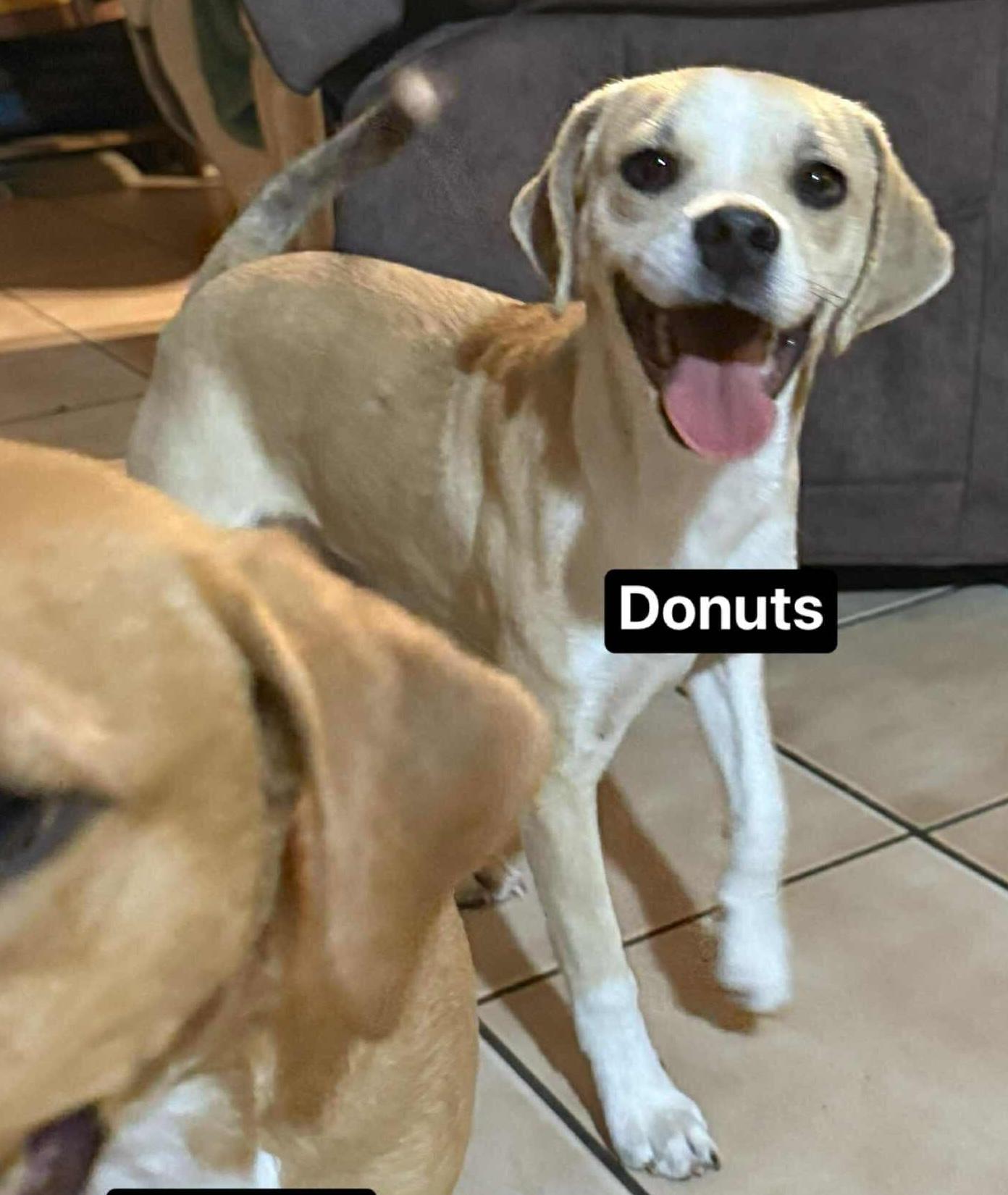 Enlarge Donuts, an adopted mixed breed in Paramus, NJ image 1/6