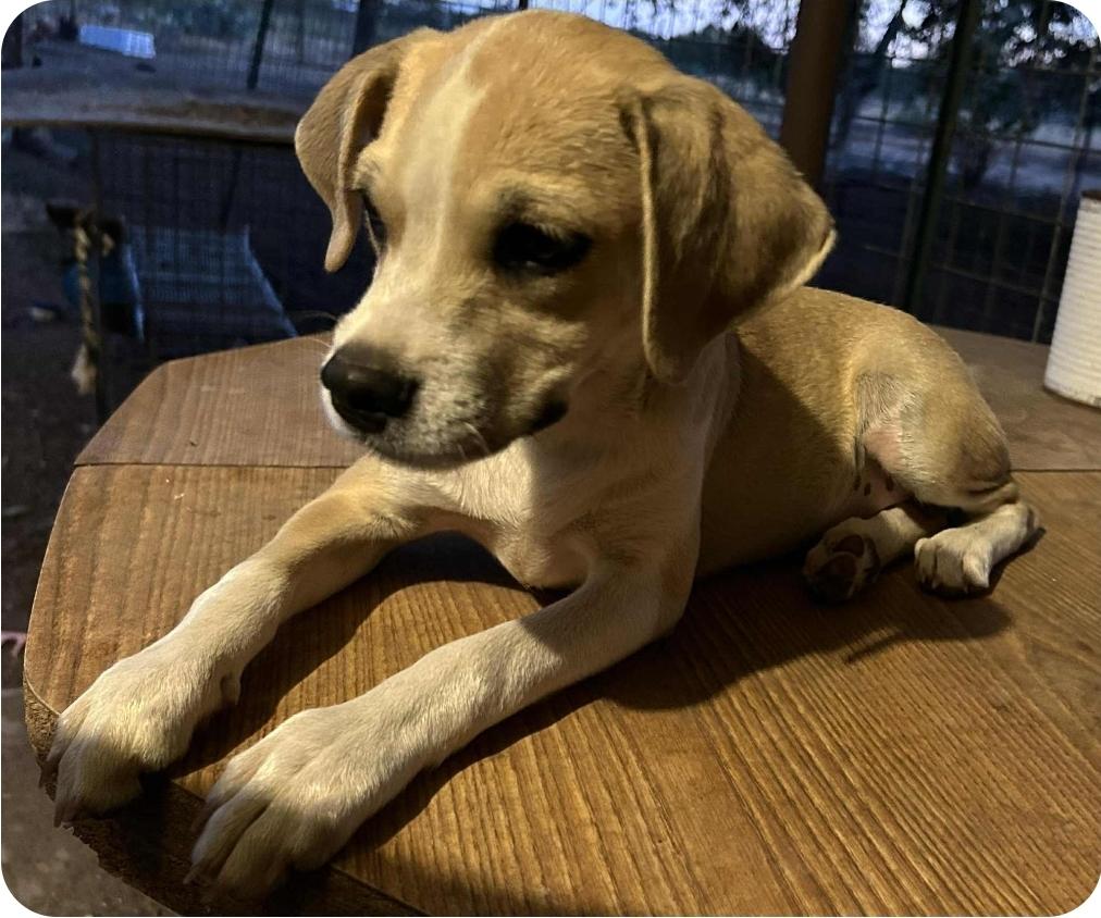 Enlarge Donuts, a Adoptable mixed breed in Paramus, NJ image 1/6