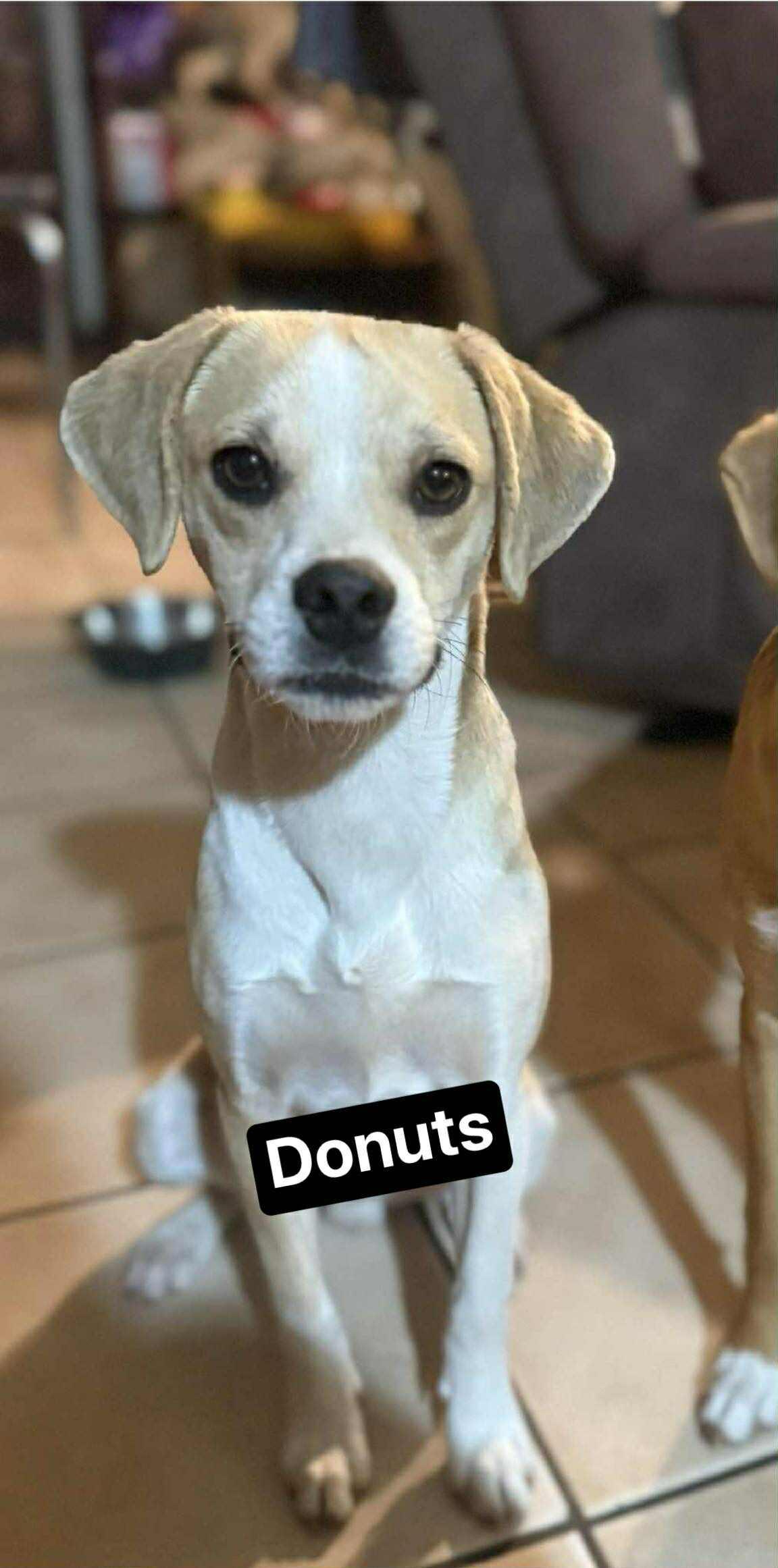 Enlarge Donuts, an adopted mixed breed in Paramus, NJ image 2/6