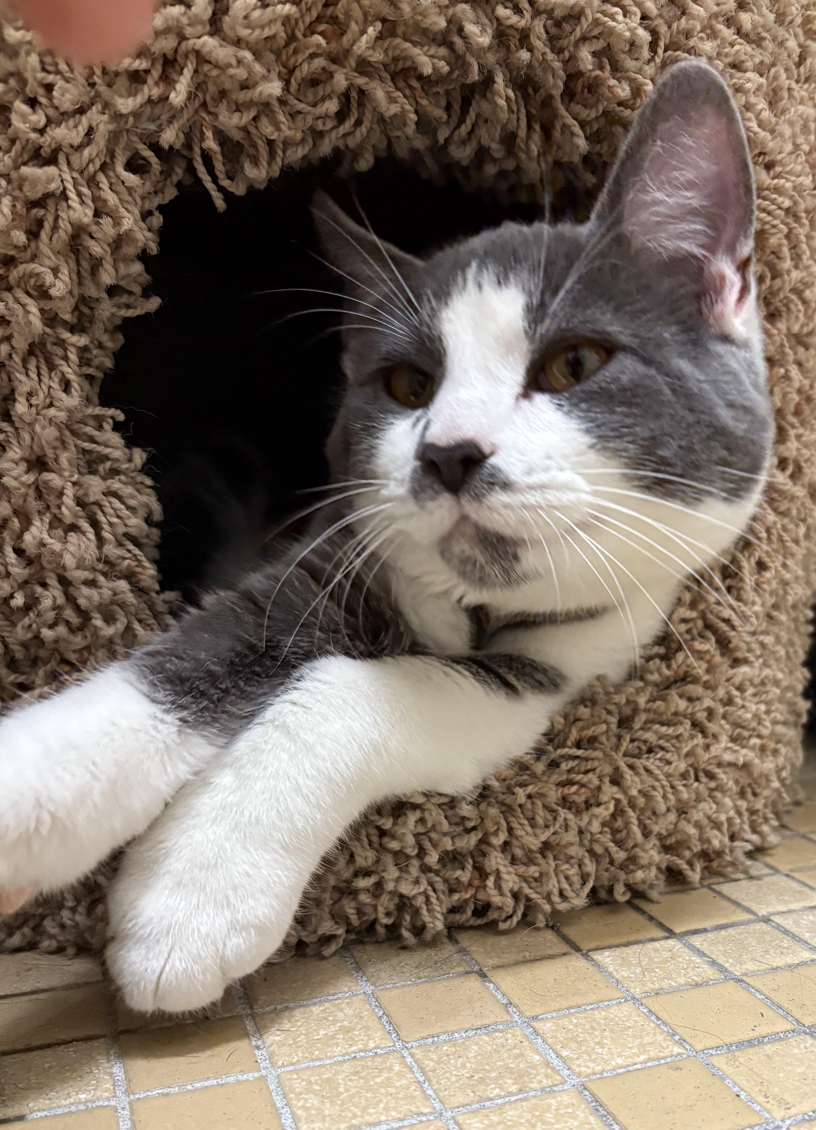 Enlarge Jacob Elordi, a Adoptable Domestic Short Hair in Columbus, OH image 5/5