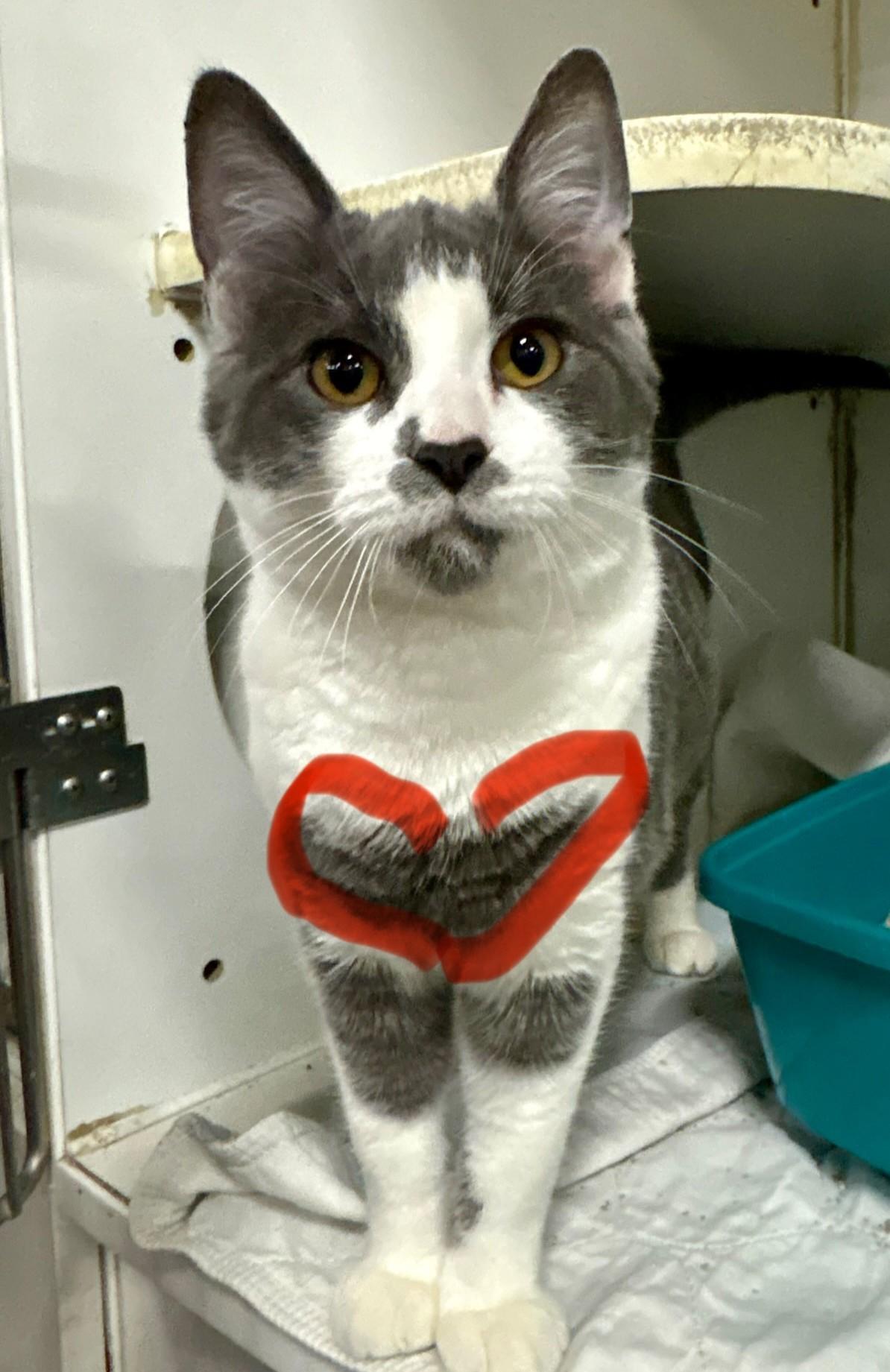 Enlarge Jacob Elordi, a Adoptable Domestic Short Hair in Columbus, OH image 3/5