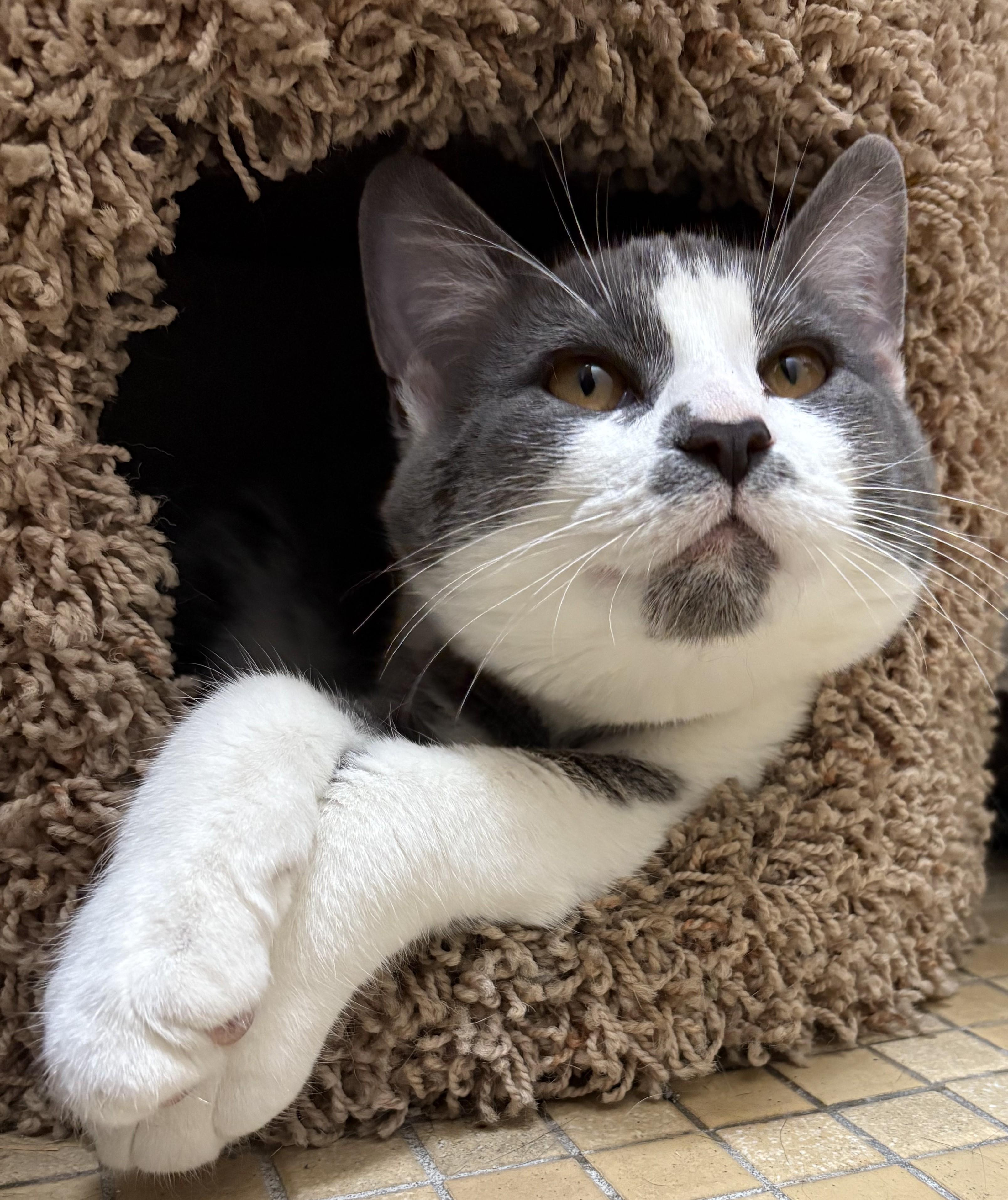 Enlarge Jacob Elordi, a Adoptable Domestic Short Hair in Columbus, OH image 1/5