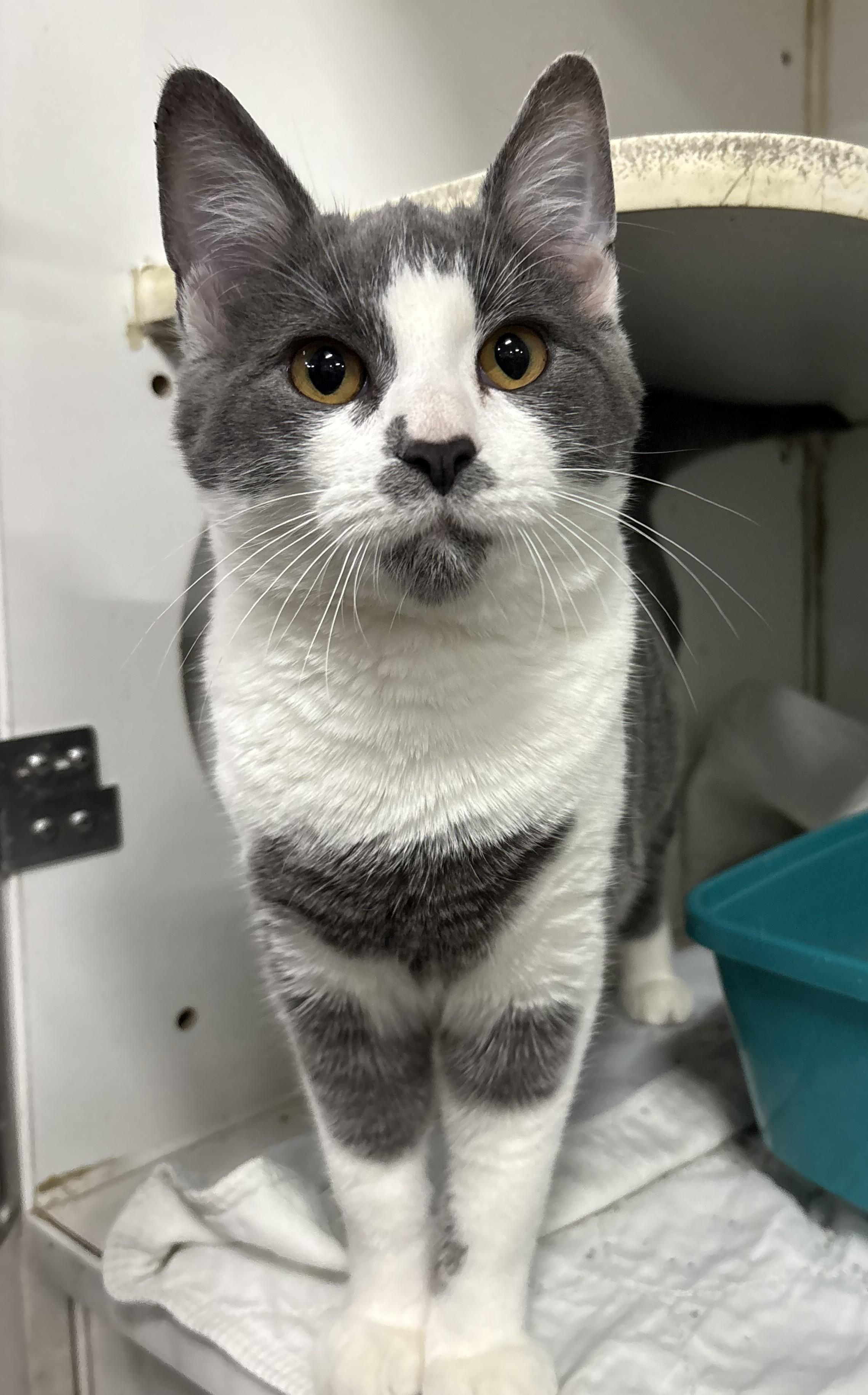 Enlarge Jacob Elordi, a Adoptable Domestic Short Hair in Columbus, OH image 4/5