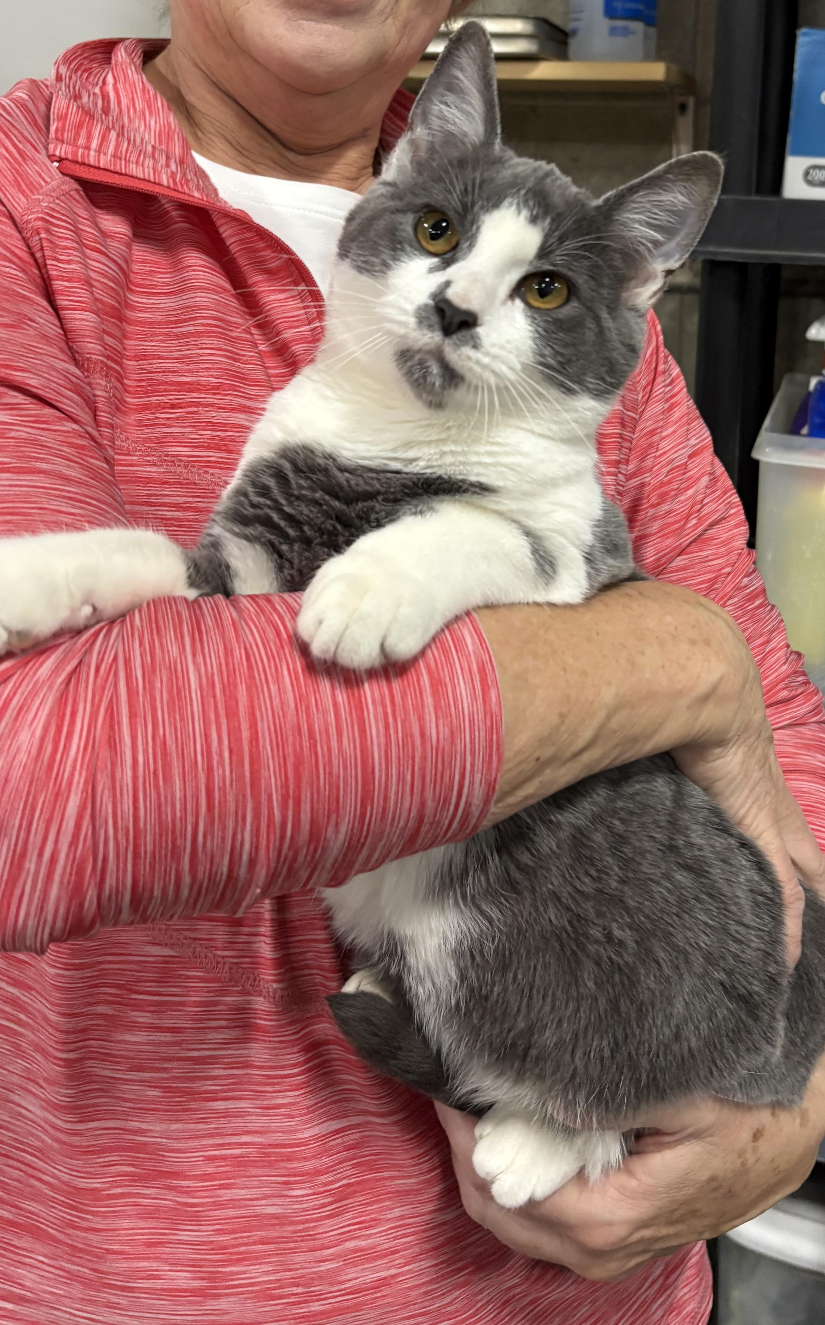 Enlarge Jacob Elordi, a Adoptable Domestic Short Hair in Columbus, OH image 2/5