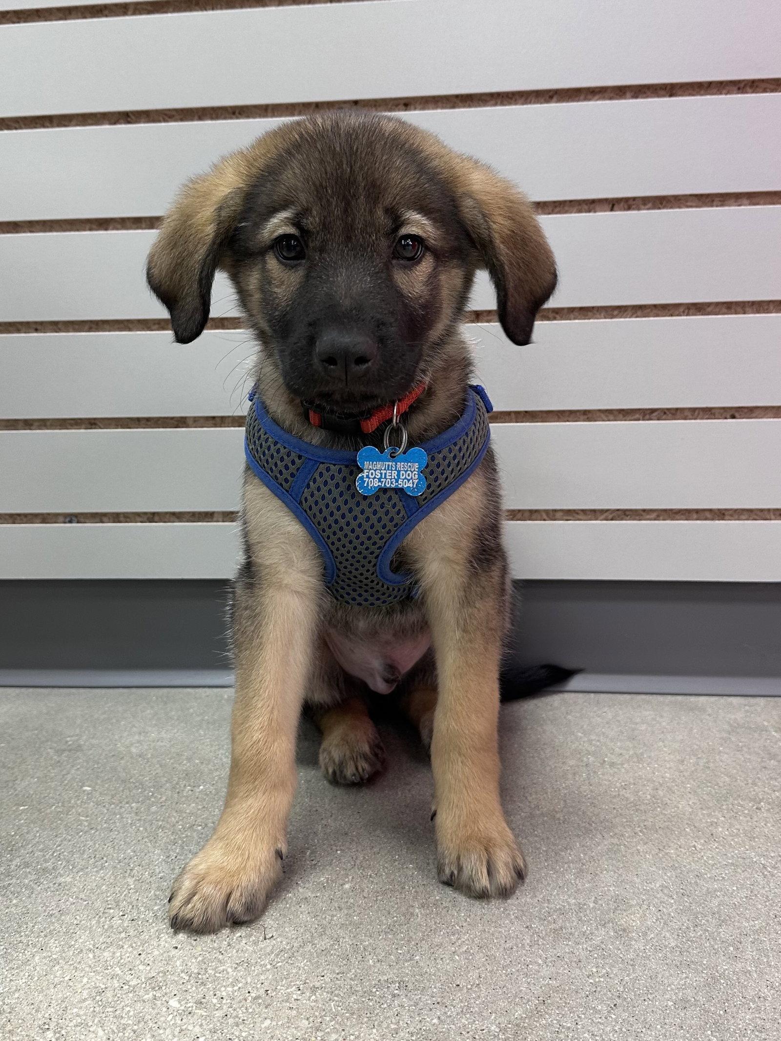 Bass, Adoptable, Puppy Male Shepherd & Great Pyrenees.