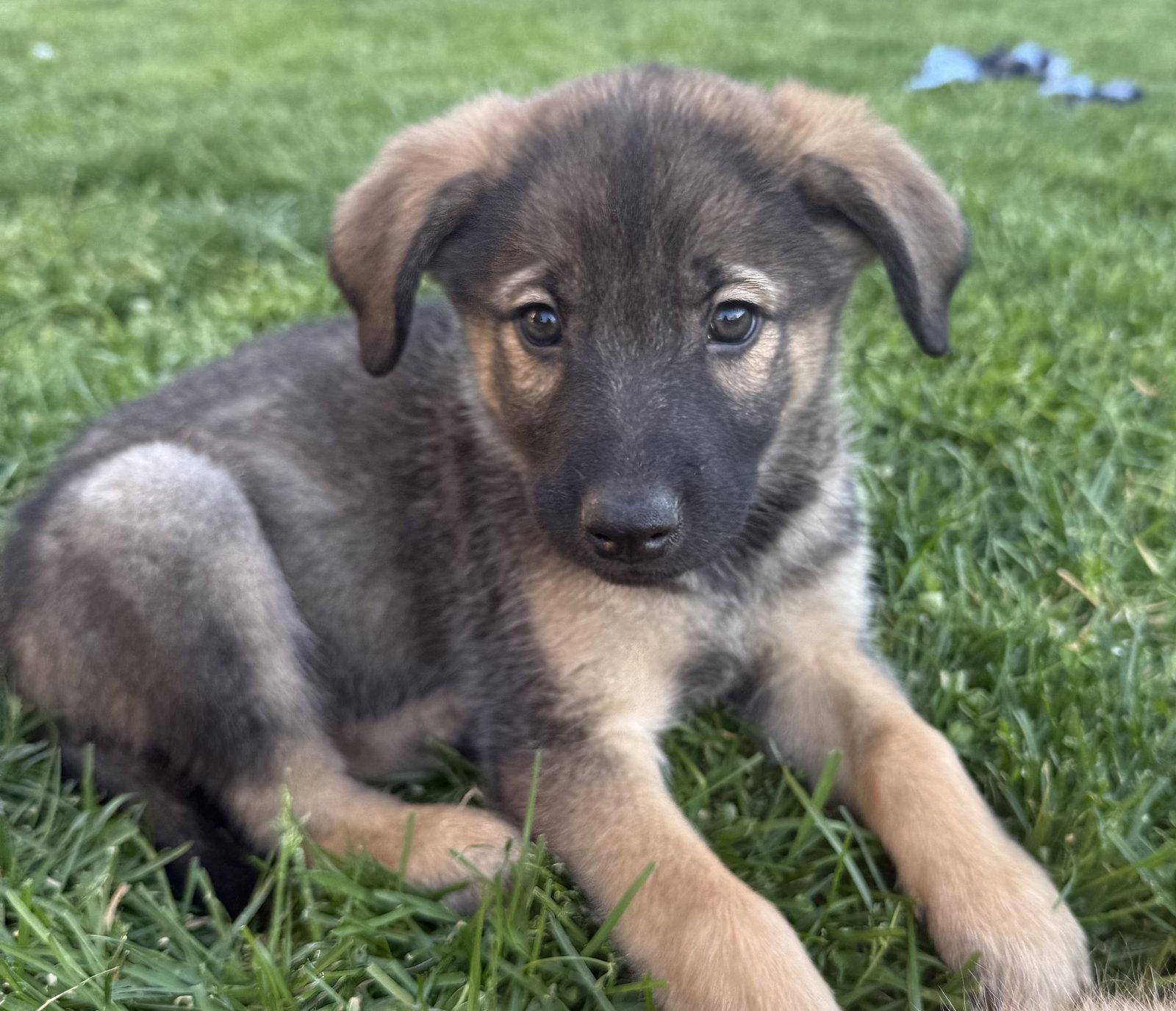 Enlarge Bass, a Adoptable mixed breed in Hillside, IL image 2/3