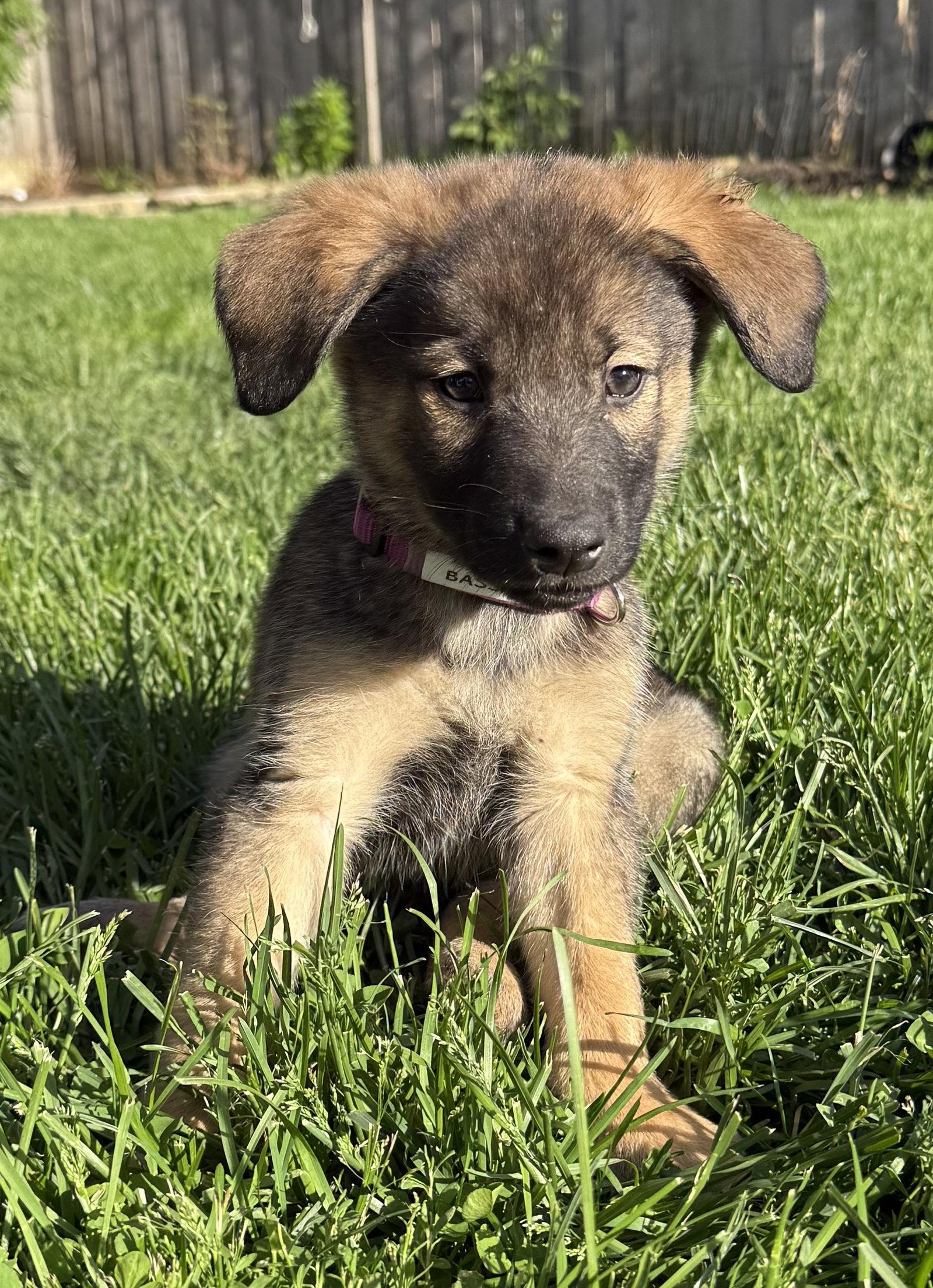 Enlarge Bass, a Adoptable mixed breed in Hillside, IL image 3/3