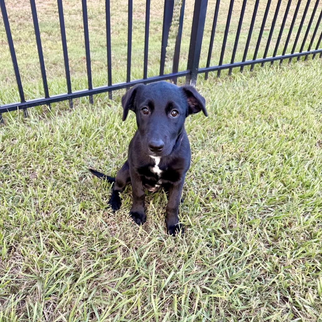 Enlarge Willow, a Adoptable Labrador Retriever in Baton Rouge, LA image 1/5
