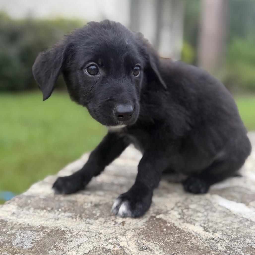 Enlarge Willow, a Adoptable Labrador Retriever in Baton Rouge, LA image 2/5