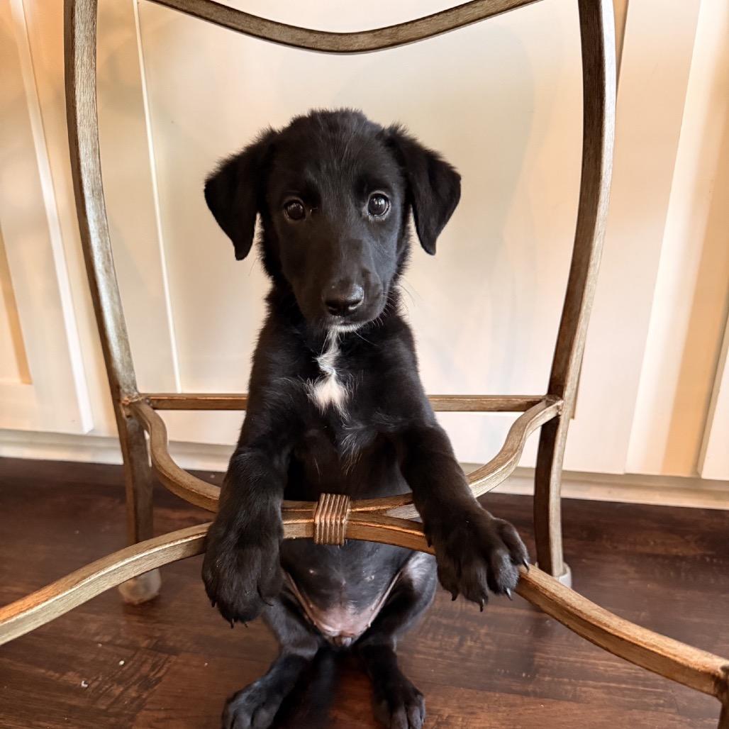 Enlarge Willow, a Adoptable Labrador Retriever in Baton Rouge, LA image 4/5