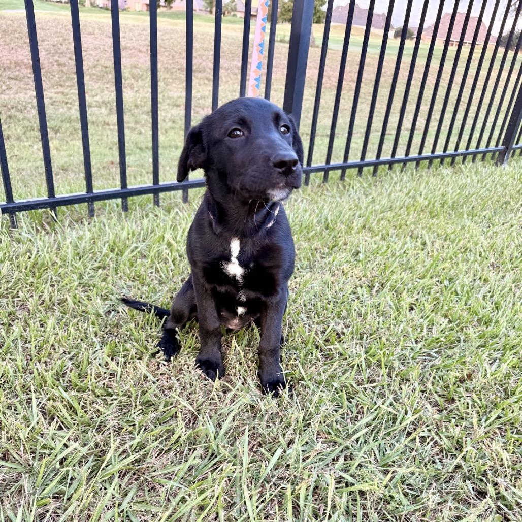 Enlarge Willow, a Adoptable Labrador Retriever in Baton Rouge, LA image 5/5