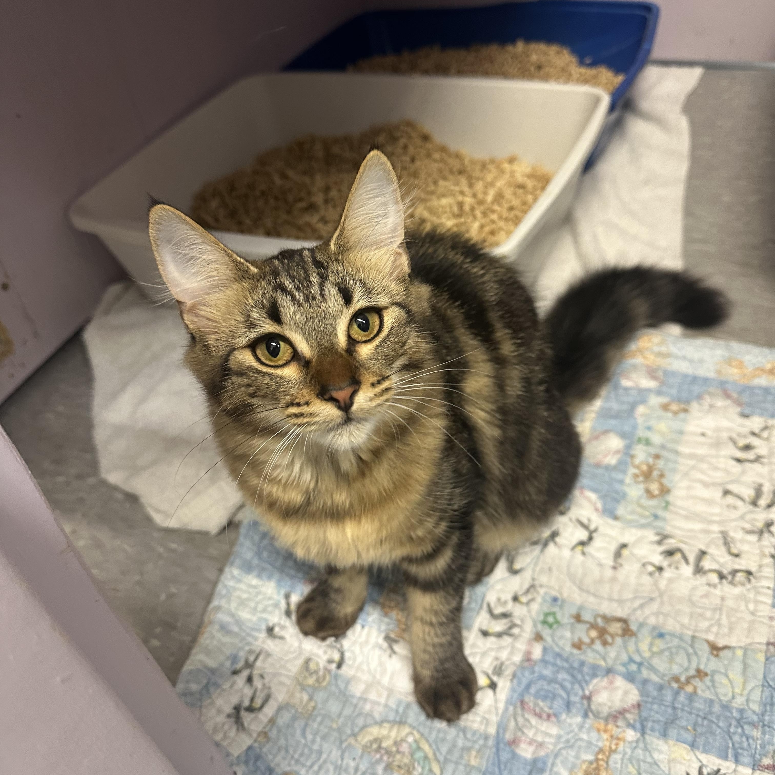 Pike, Adoptable, Kitten Female Domestic Short Hair.