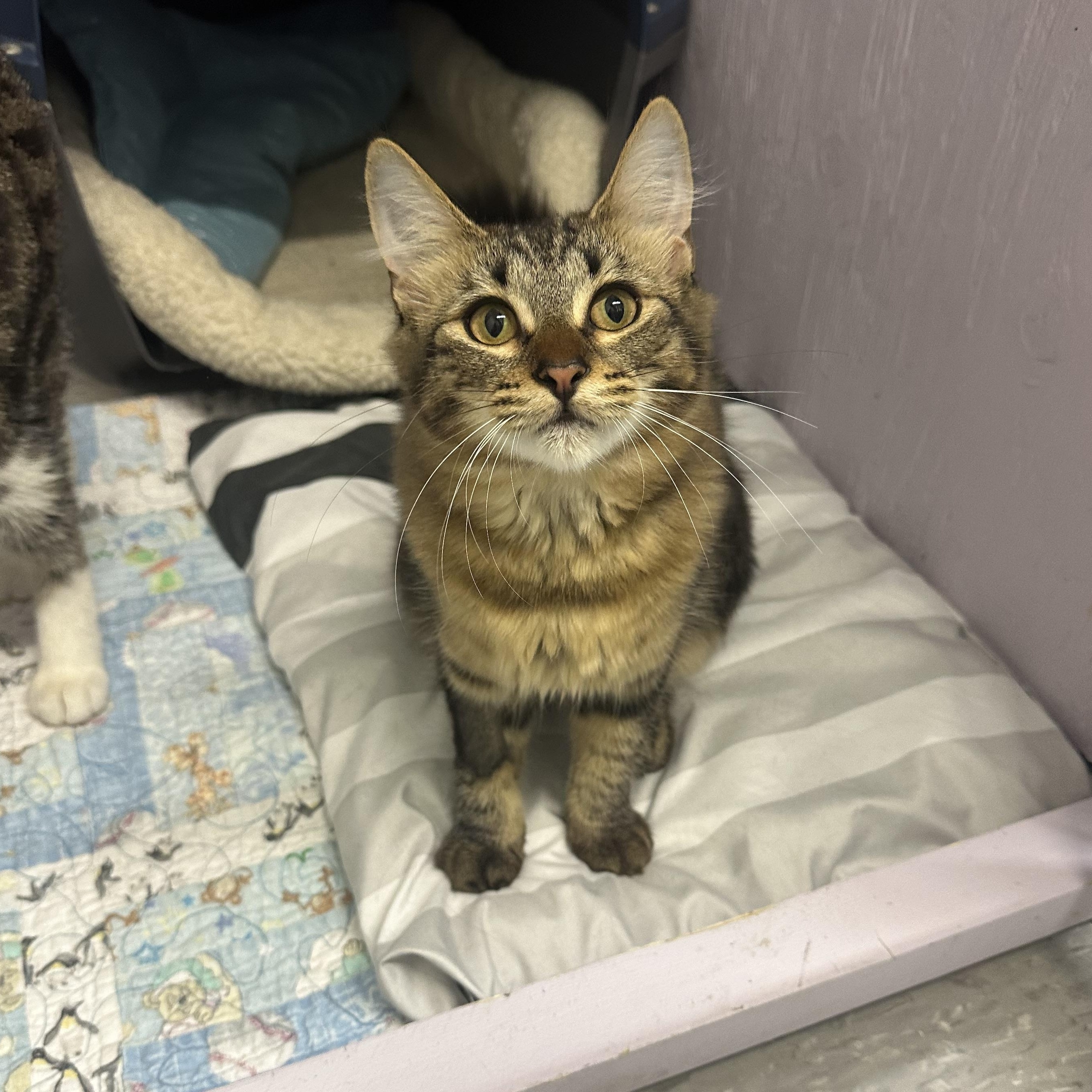 Enlarge Pike, a Adoptable Domestic Short Hair in Mission, BC image 2/3