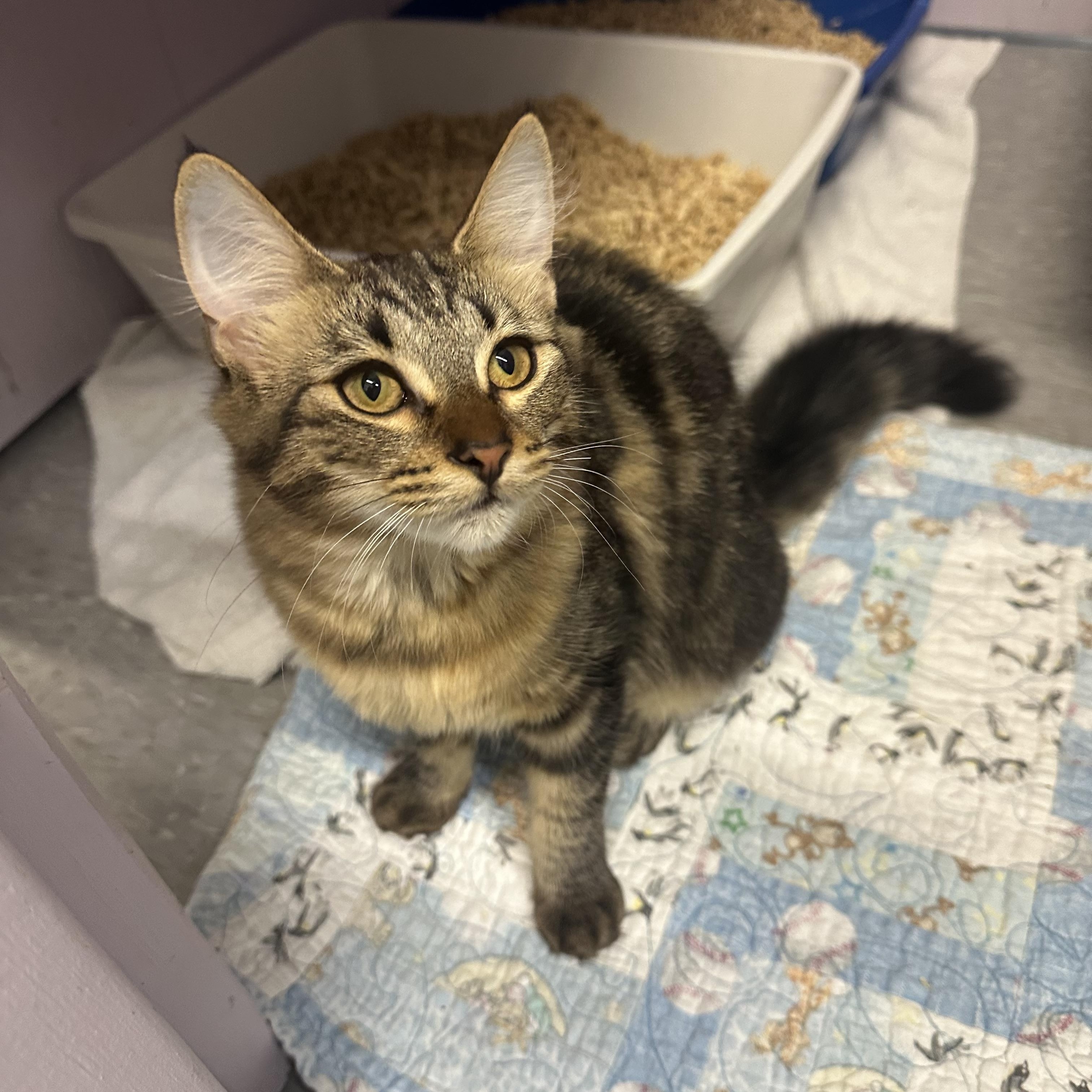 Enlarge Pike, a Adoptable Domestic Short Hair in Mission, BC image 3/3
