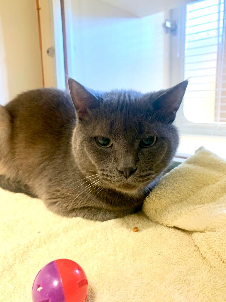 Tim Burton, Adoptable, Adult Male Domestic Short Hair.