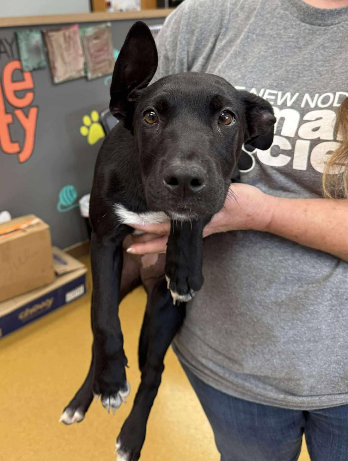 Enlarge Aspen (Obedience Trained), an adoptable mixed breed in Maryville, MO image 2/5