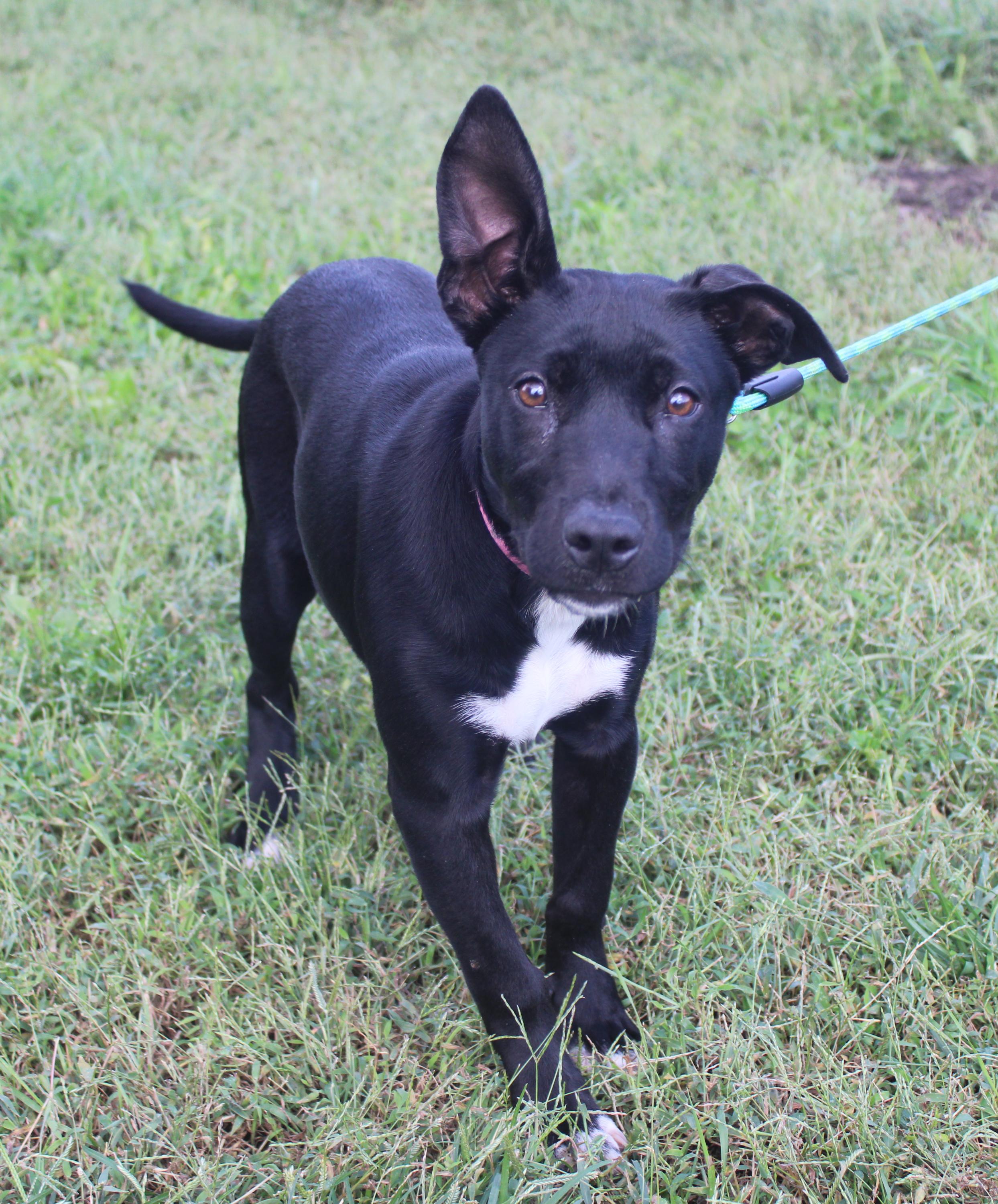 Enlarge Aspen (Obedience Trained), an adoptable mixed breed in Maryville, MO image 1/5
